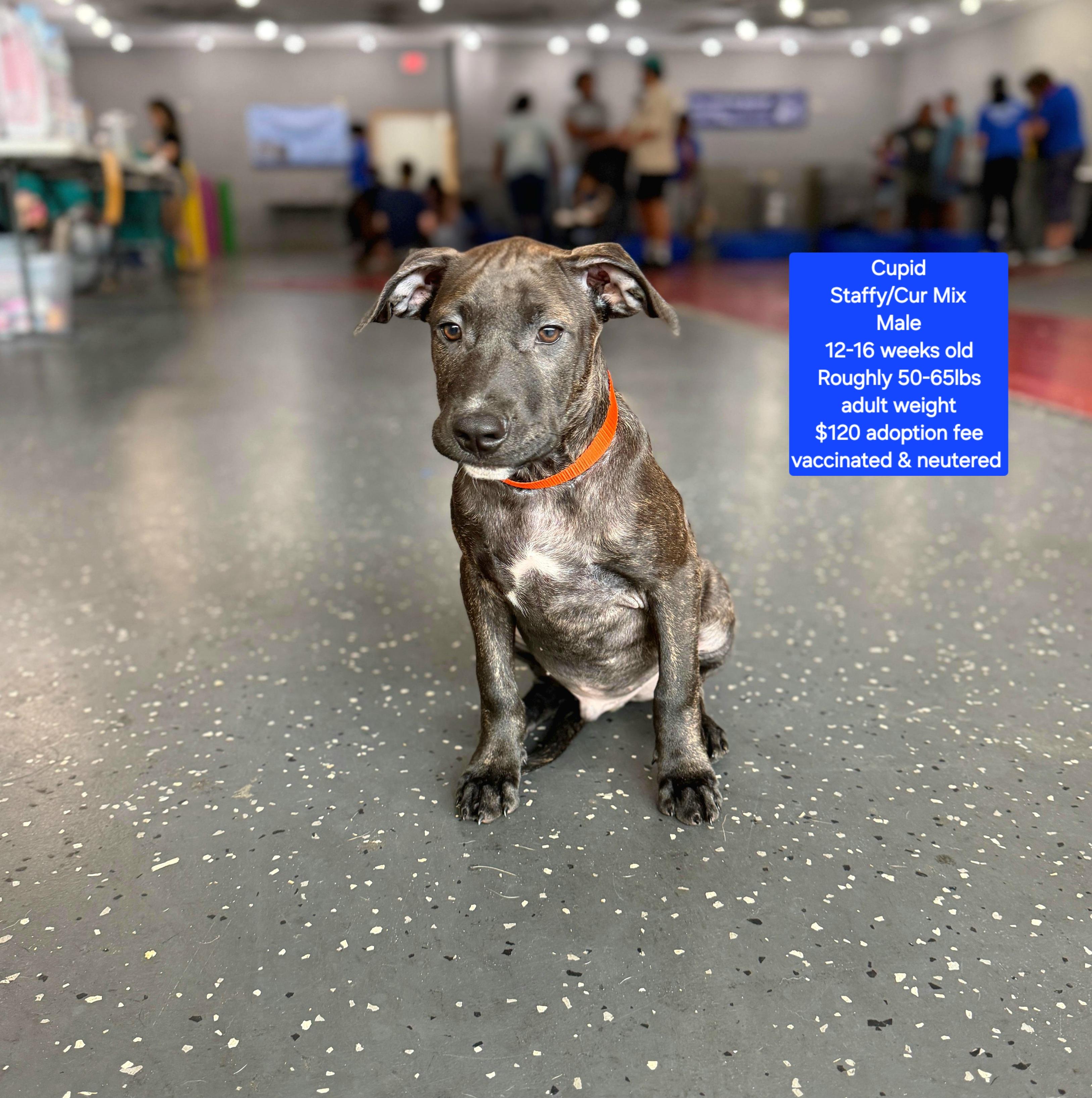 Enlarge Cupid, a ADOPTABLE mixed breed in Oviedo, FL image 1/1