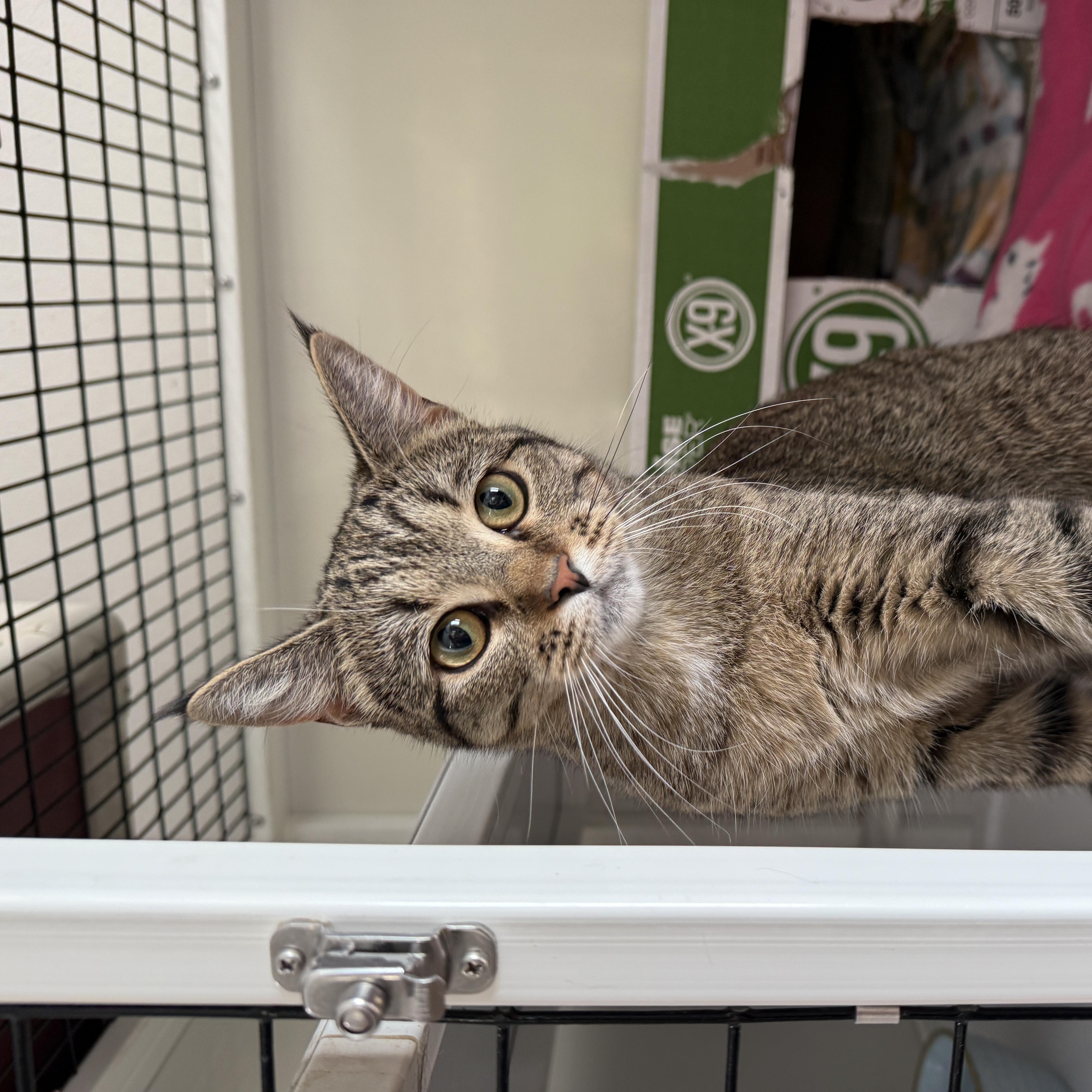 Starr, Adoptable, Young Female Domestic Short Hair.