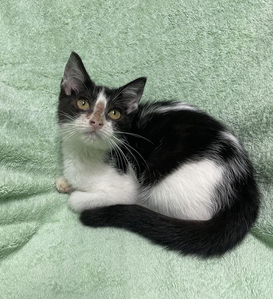Enlarge Hope, an adoptable Domestic Short Hair in Jackson, MI image 5/6