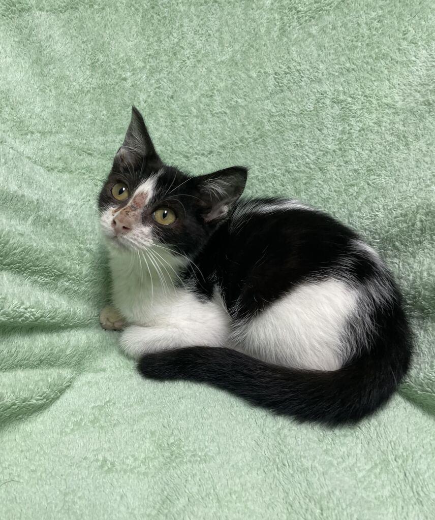 Enlarge Hope, an adoptable Domestic Short Hair in Jackson, MI image 3/6