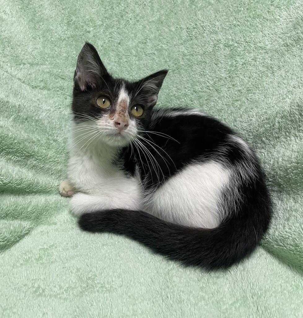 Enlarge Hope, an adoptable Domestic Short Hair in Jackson, MI image 2/6