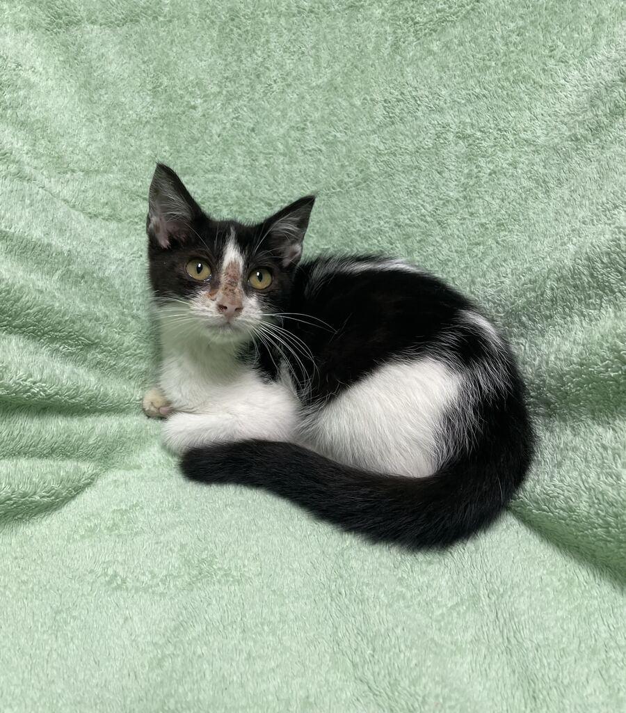 Enlarge Hope, an adoptable Domestic Short Hair in Jackson, MI image 4/6