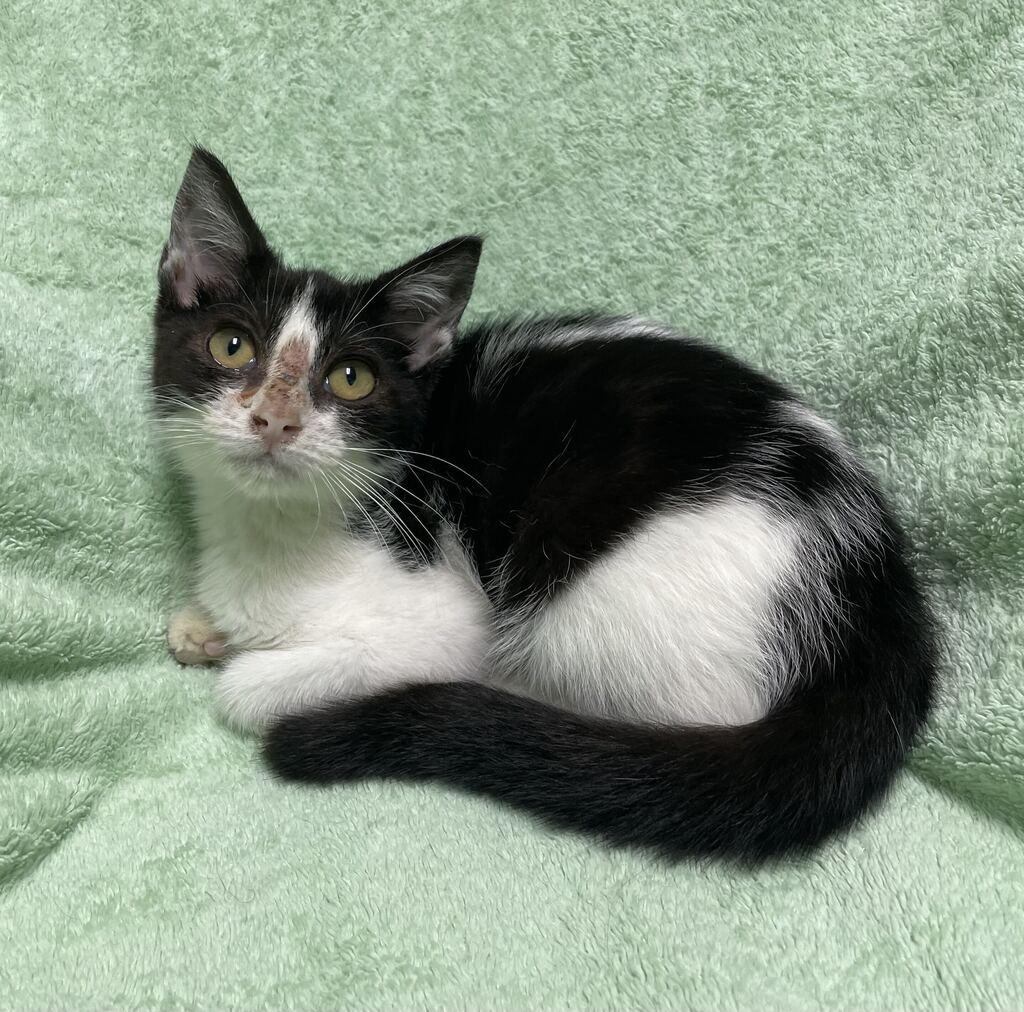 Enlarge Hope, an adoptable Domestic Short Hair in Jackson, MI image 6/6