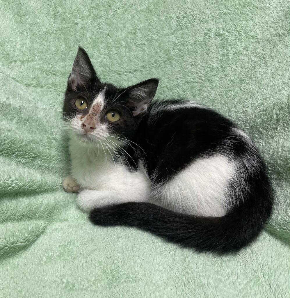 Hope, adoptable, Kitten Female Domestic Short Hair.