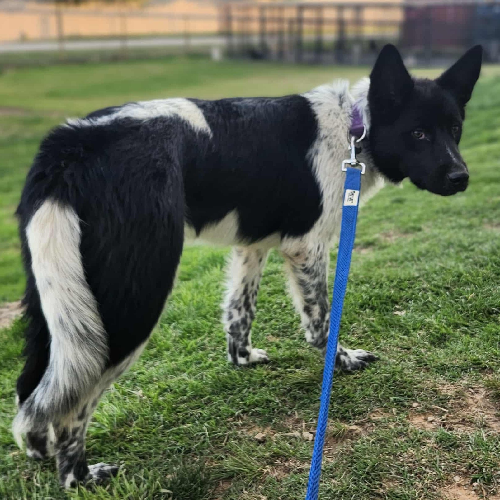 PIXEL, a Adoptable mixed breed in Weatherford, TX image 3/5