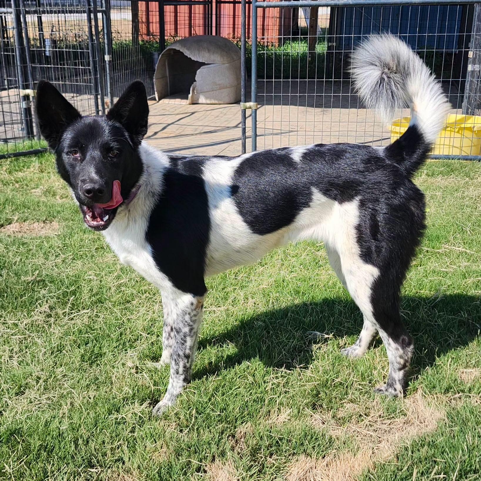 PIXEL, a Adoptable mixed breed in Weatherford, TX image 1/5