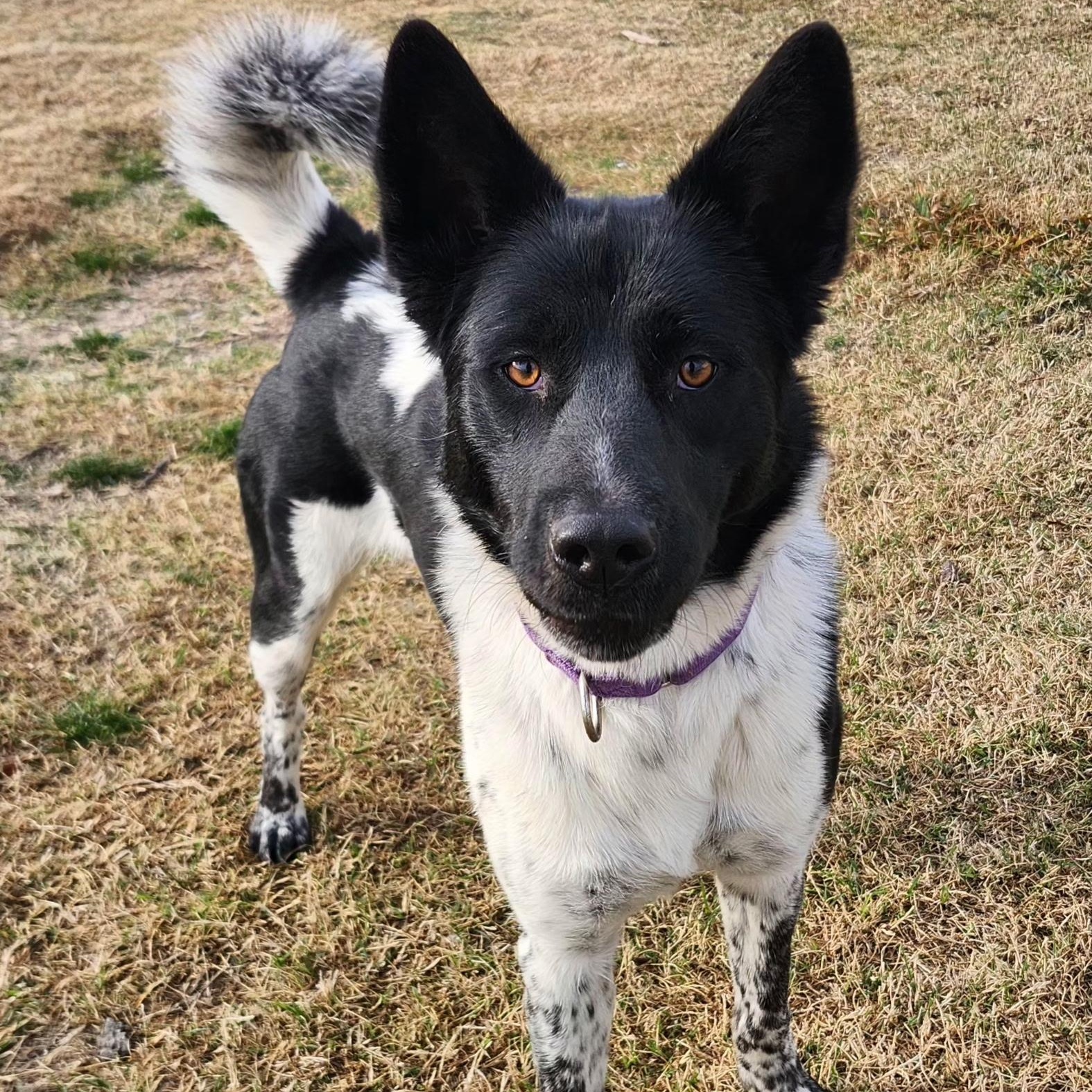 PIXEL, Adoptable, Young Female Akita & Australian Cattle Dog / Blue Heeler.