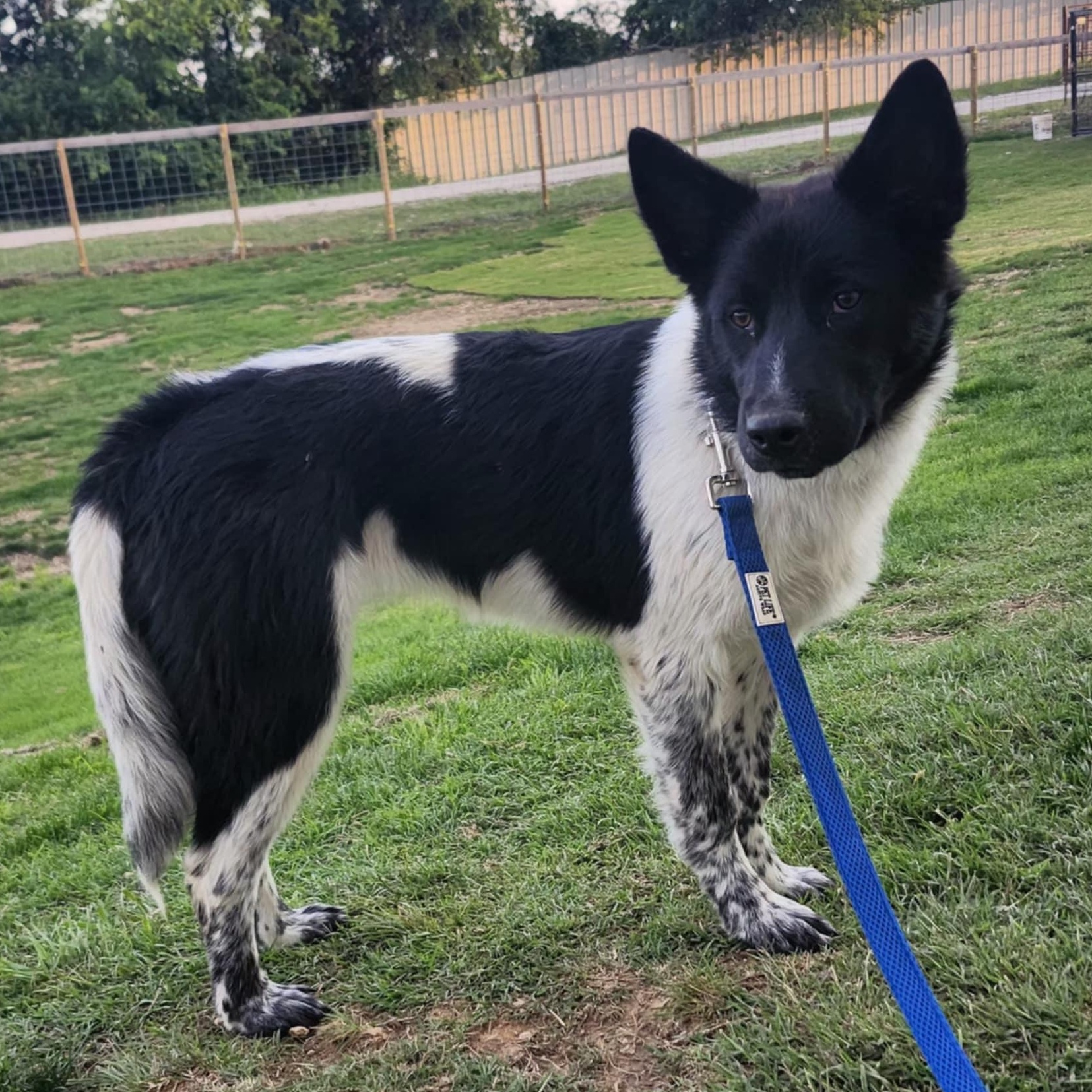 PIXEL, a Adoptable mixed breed in Weatherford, TX image 4/5