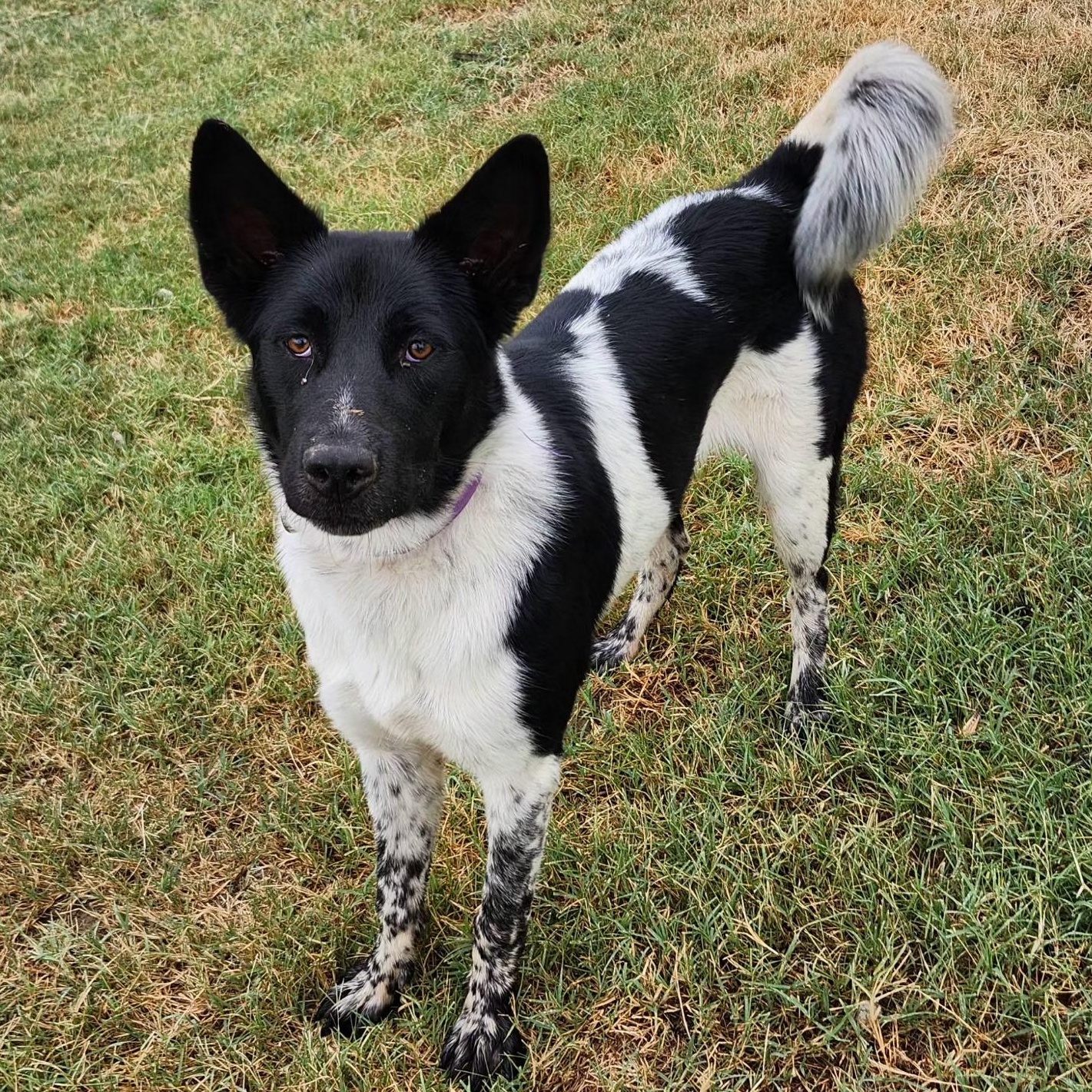 PIXEL, a Adoptable mixed breed in Weatherford, TX image 5/5