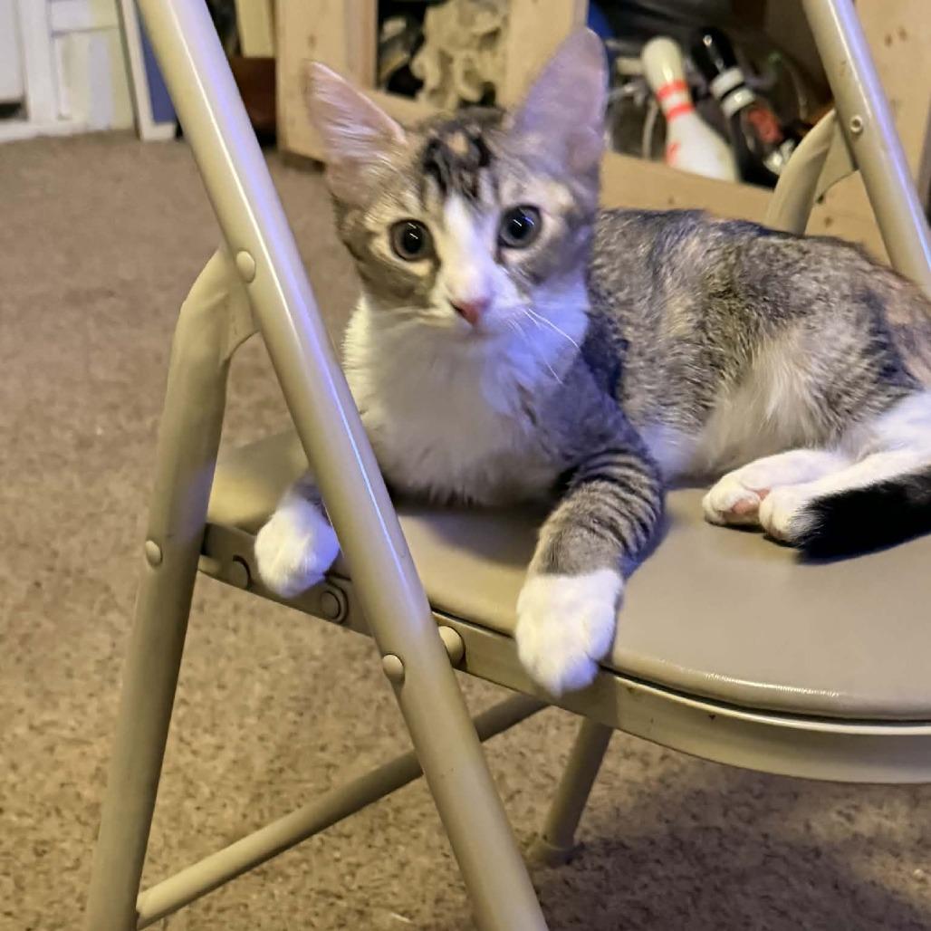 Enlarge Emma, a Adoptable Domestic Short Hair in Wichita, KS image 1/6