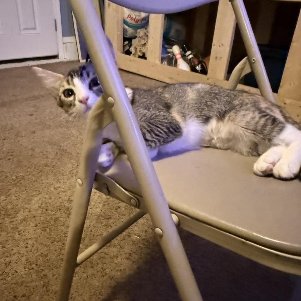 Enlarge Emma, a Adoptable Domestic Short Hair in Wichita, KS image 2/6