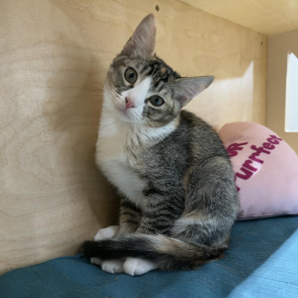 Enlarge Emma, a Adoptable Domestic Short Hair in Wichita, KS image 3/6