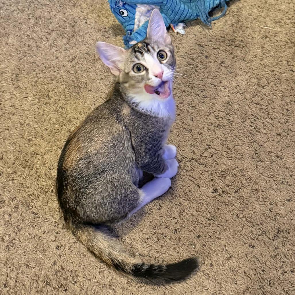 Enlarge Emma, a Adoptable Domestic Short Hair in Wichita, KS image 4/6