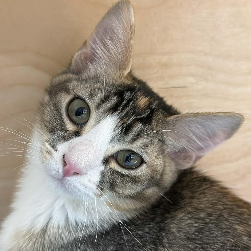 Enlarge Emma, a Adoptable Domestic Short Hair in Wichita, KS image 5/6