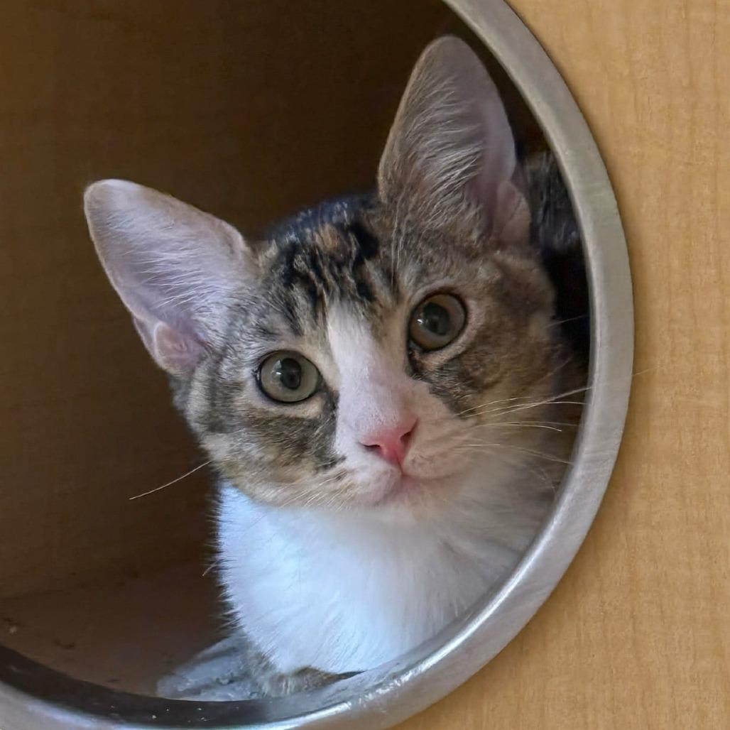 Enlarge Emma, a Adoptable Domestic Short Hair in Wichita, KS image 6/6