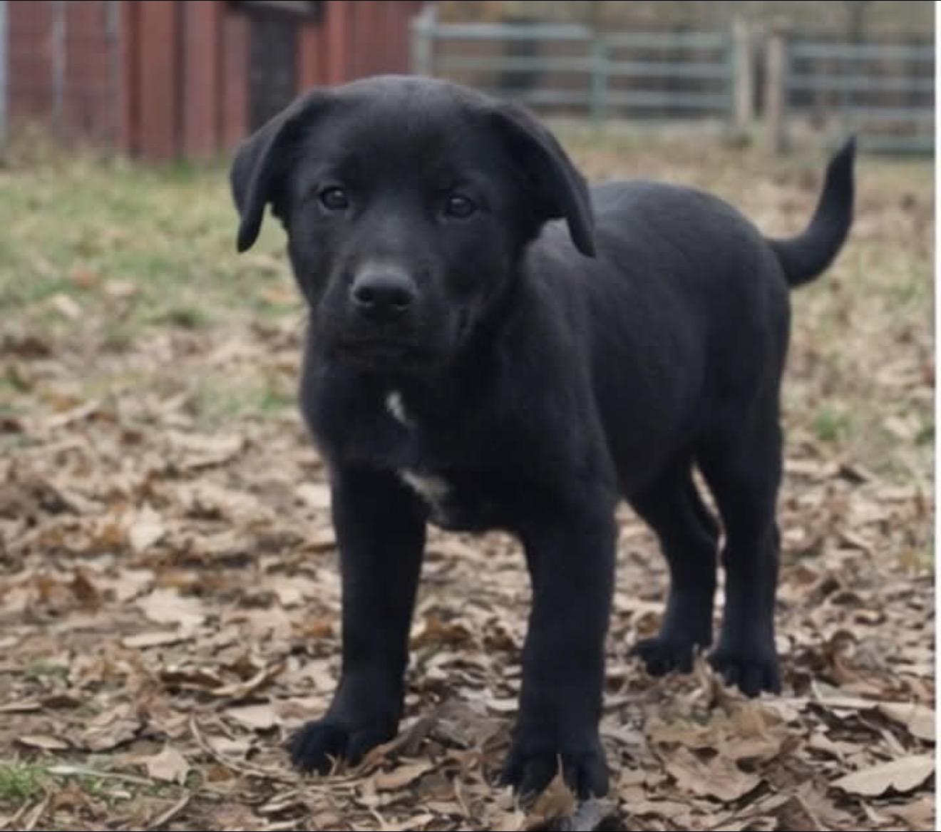 Enlarge Gideon, an adopted mixed breed in East Dundee , IL image 2/2