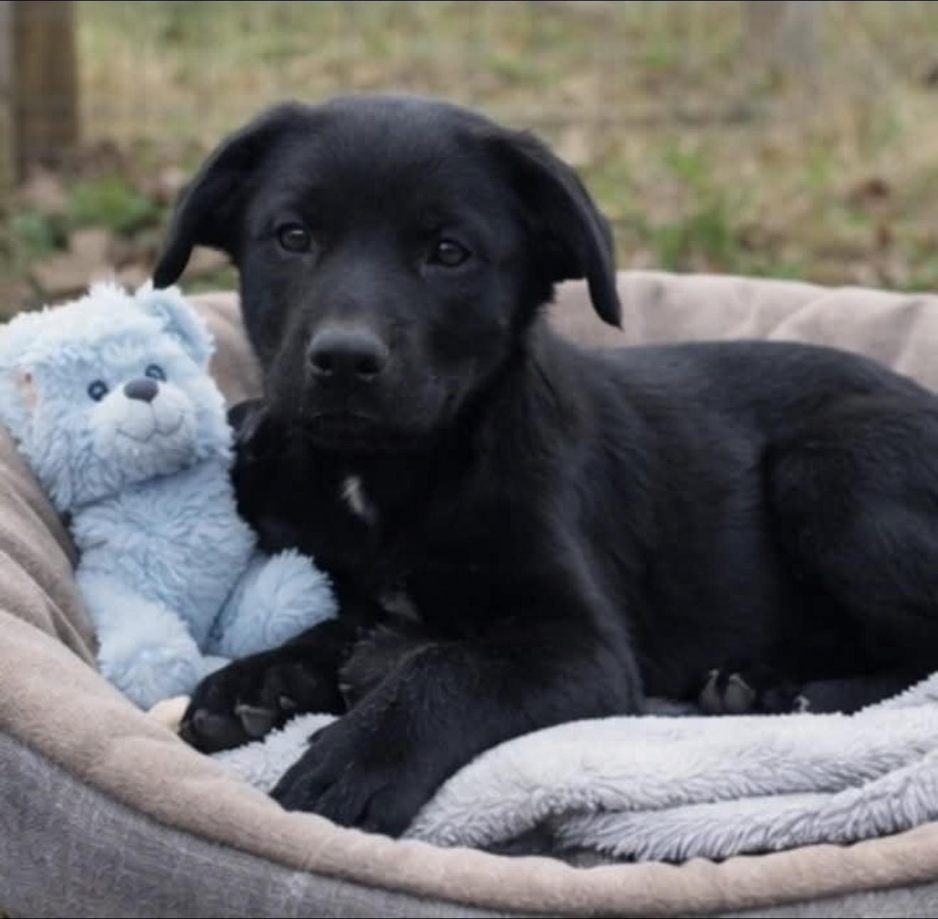 Gideon, adopted, Puppy Male Black Labrador Retriever.