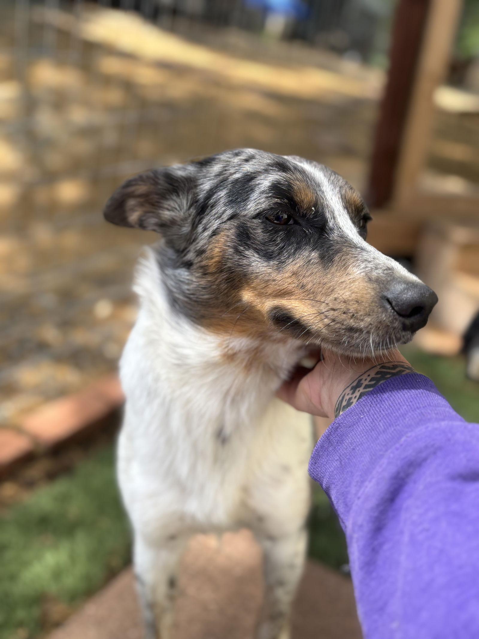 Clover, Adoptable, Young Female Australian Cattle Dog / Blue Heeler.