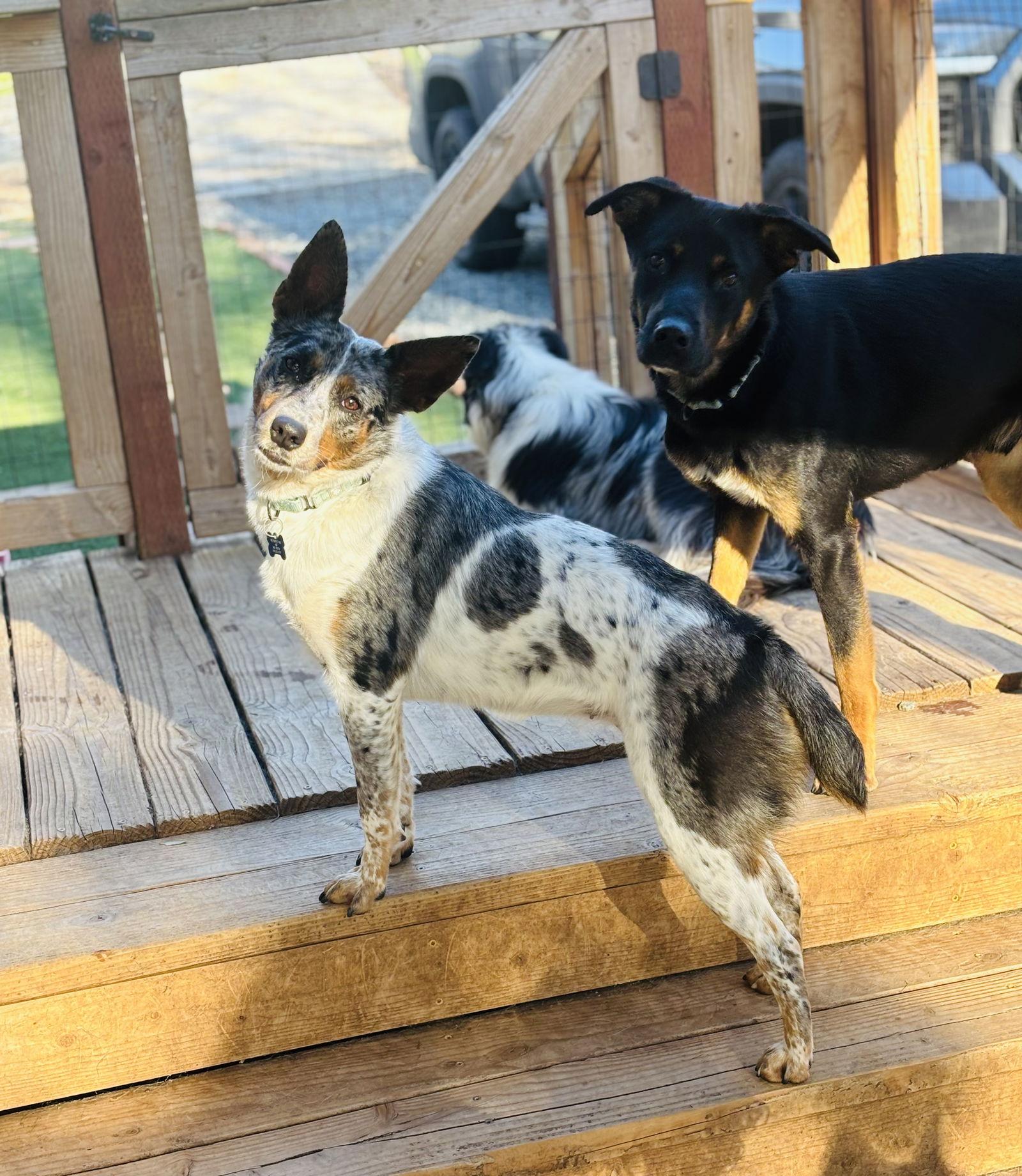 Clover, Adoptable, Young Female Australian Cattle Dog / Blue Heeler & Australian Shepherd.