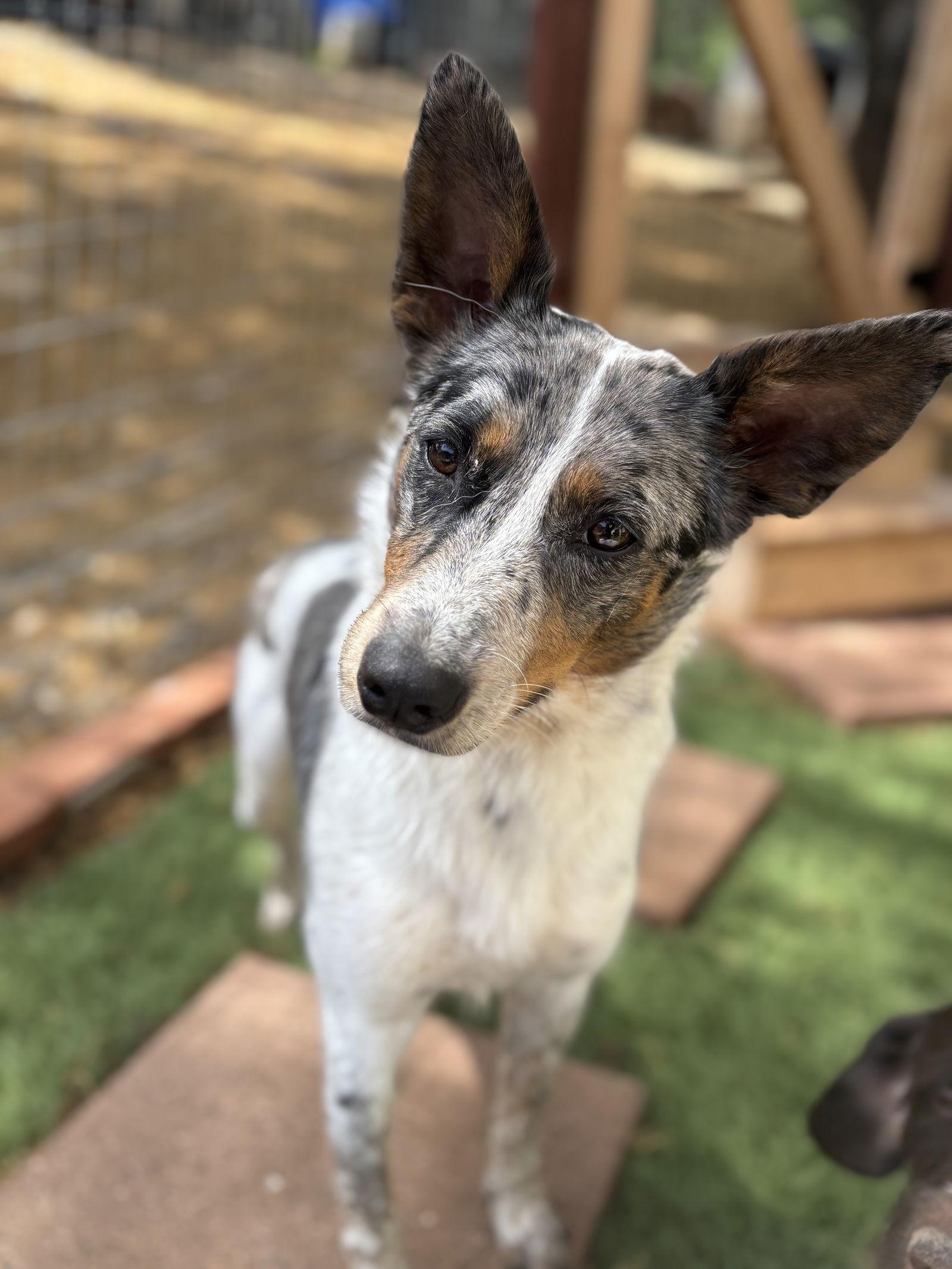 Clover, a Adoptable Australian Cattle Dog / Blue Heeler in Milpitas, CA image 2/3