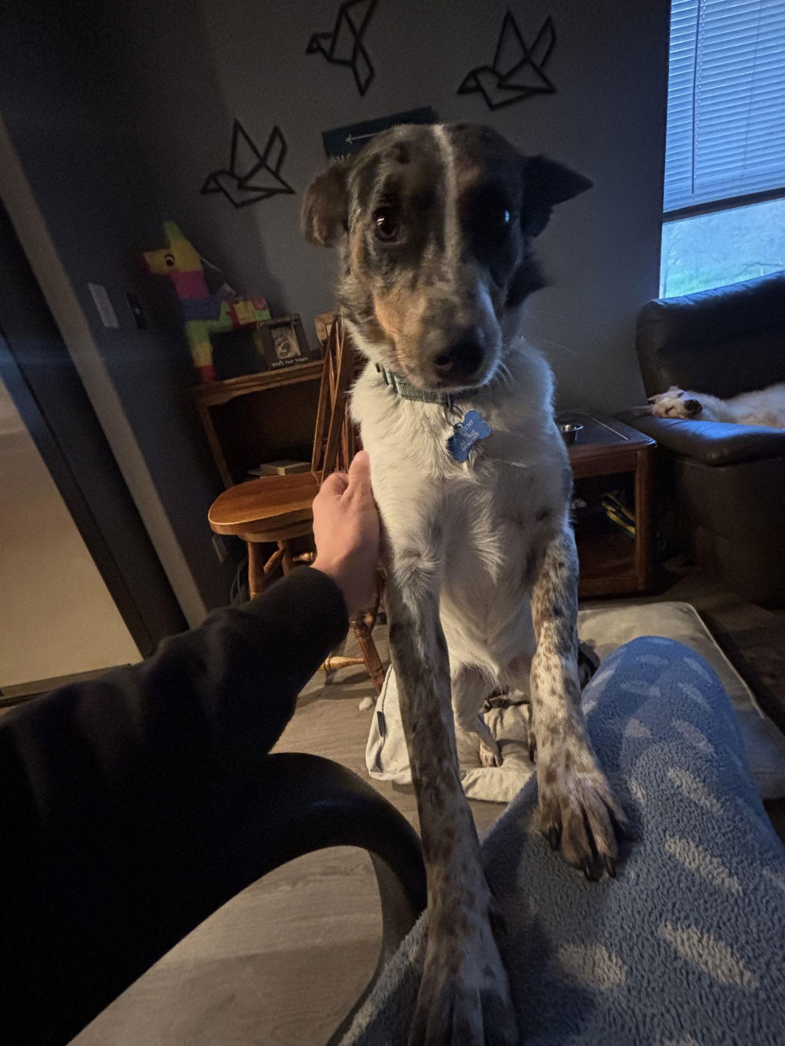 Clover, a Adoptable mixed breed in Milpitas, CA image 2/3