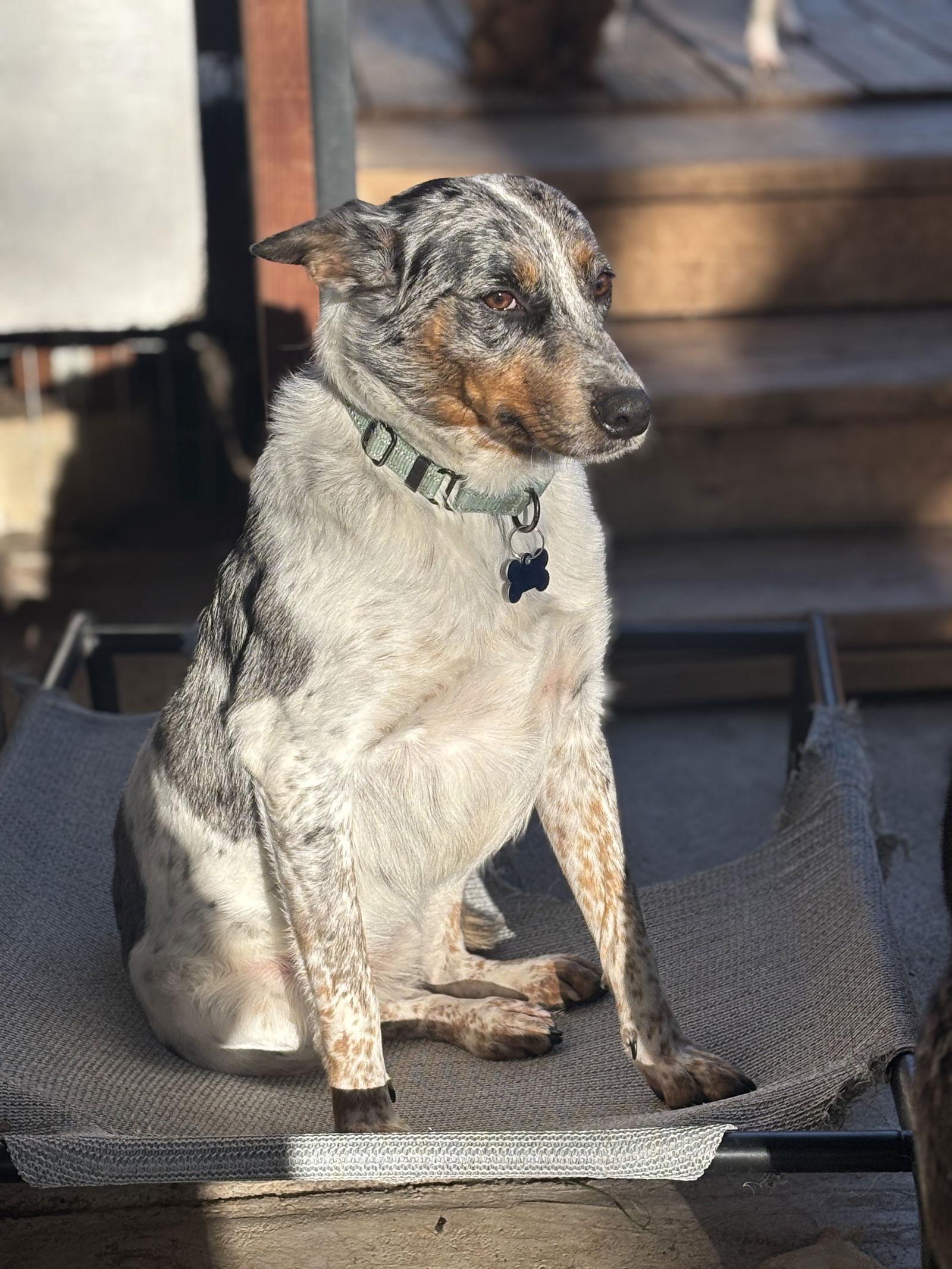 Clover, a Adoptable mixed breed in Milpitas, CA image 3/3