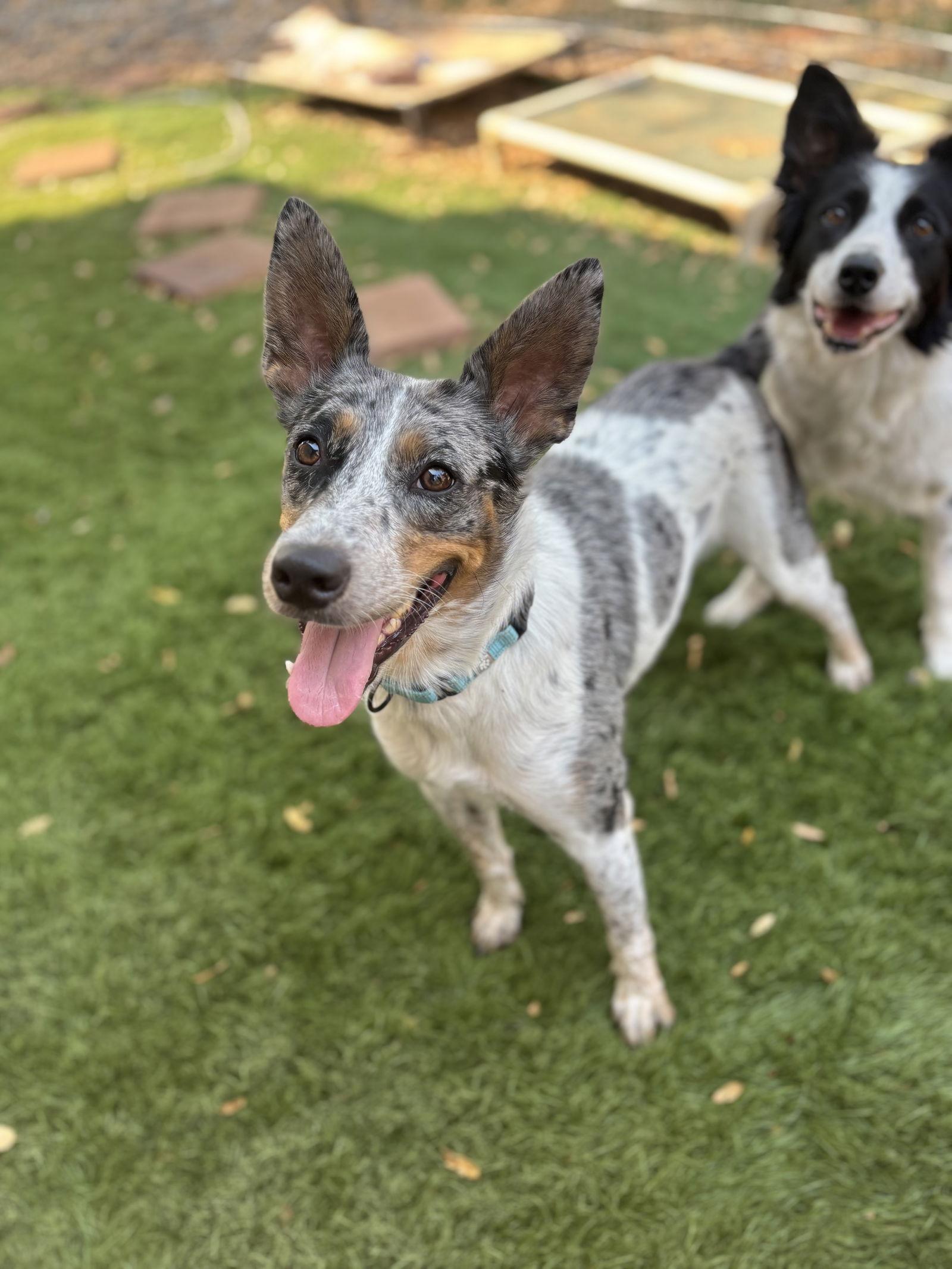 Clover, a Adoptable Australian Cattle Dog / Blue Heeler in Milpitas, CA image 3/3