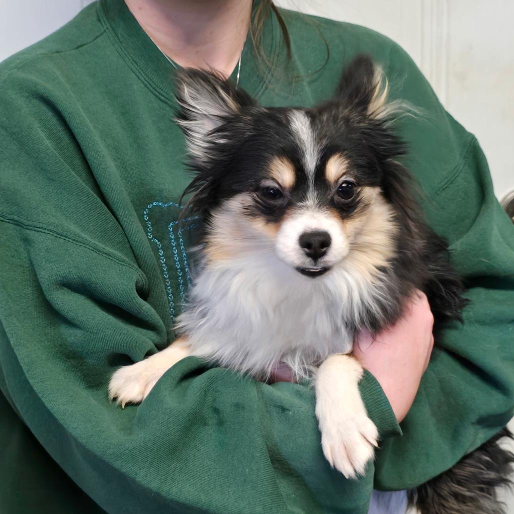 Enlarge Avery Paige (Dallas, TX), a Adoptable Pomeranian in Houston, TX image 1/4