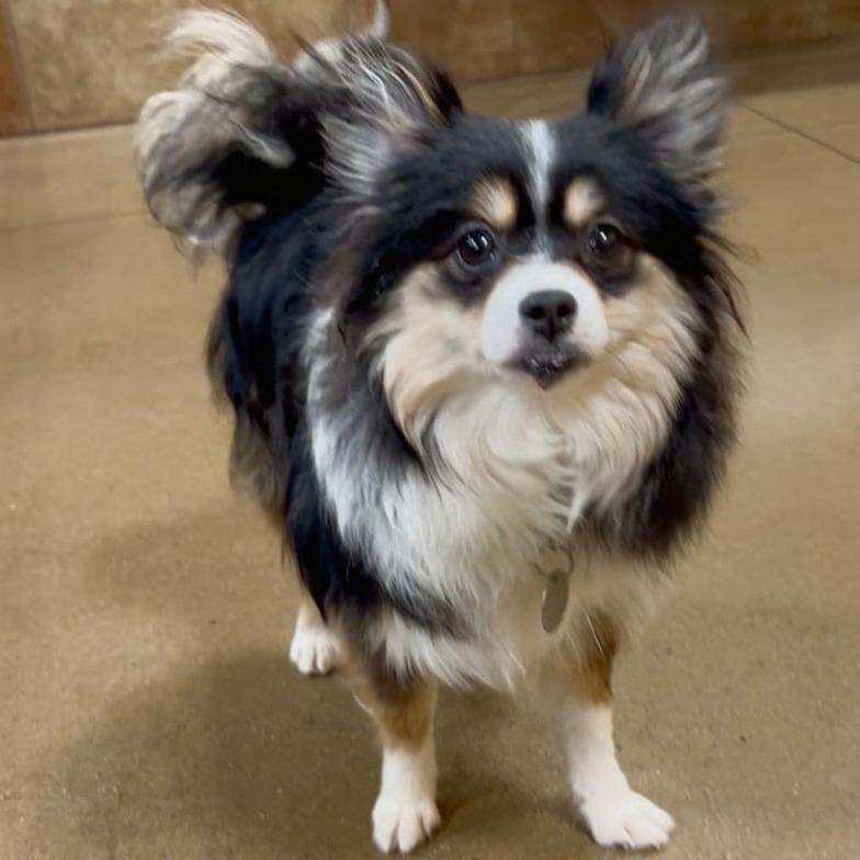 Enlarge Avery Paige (Dallas, TX), a Adoptable Pomeranian in Houston, TX image 2/4
