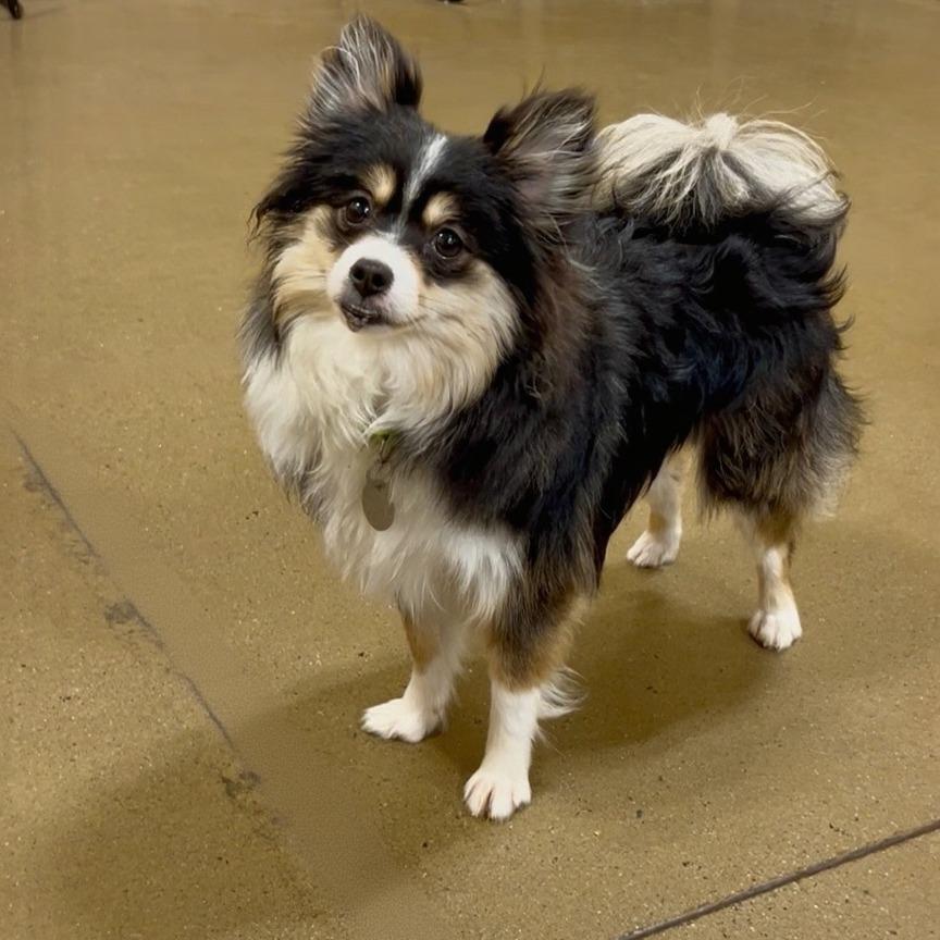 Enlarge Avery Paige (Dallas, TX), a Adoptable Pomeranian in Houston, TX image 3/4