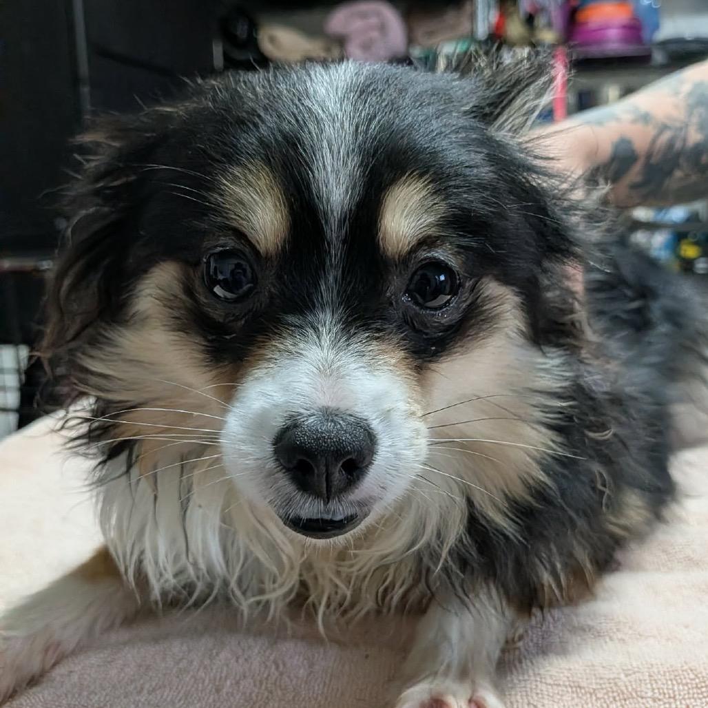 Enlarge Avery Paige (Dallas, TX), a Adoptable Pomeranian in Houston, TX image 4/4