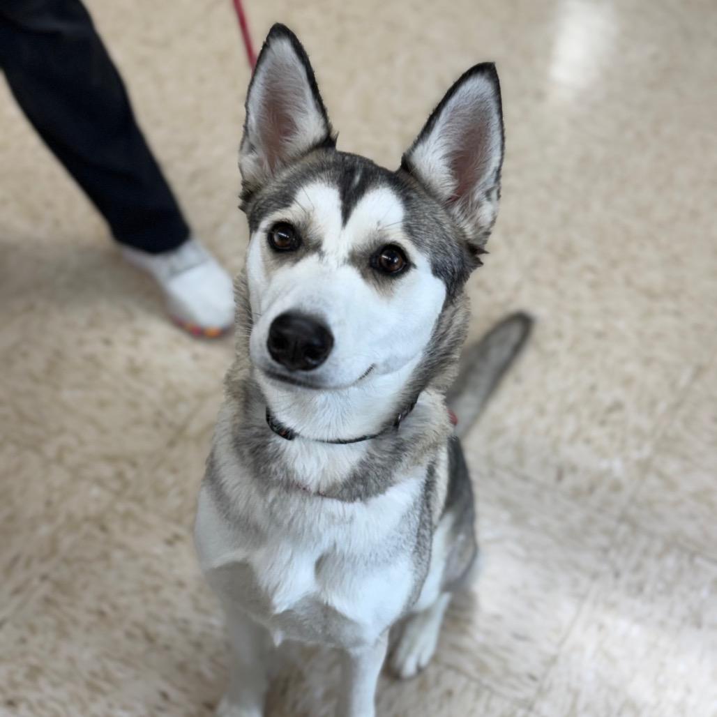 Summit, a Adoptable Husky in Breese, IL image 1/4