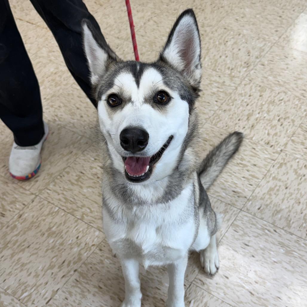 Summit, a Adoptable Husky in Breese, IL image 2/4