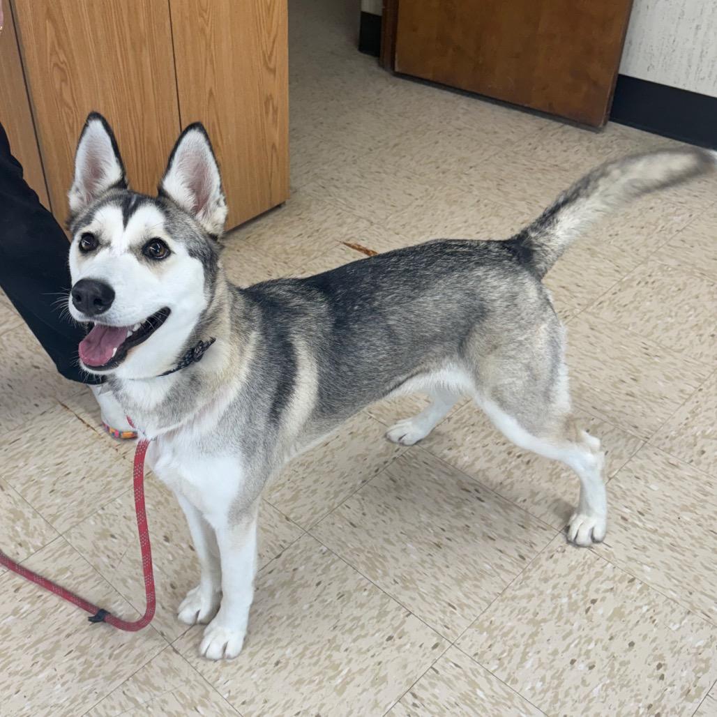 Summit, a Adoptable Husky in Breese, IL image 3/4