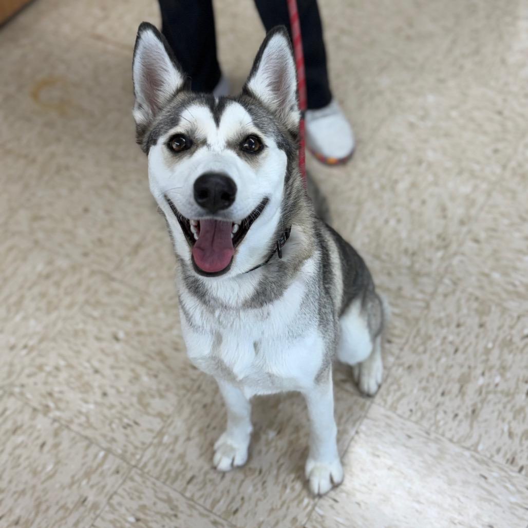Summit, a Adoptable Husky in Breese, IL image 4/4