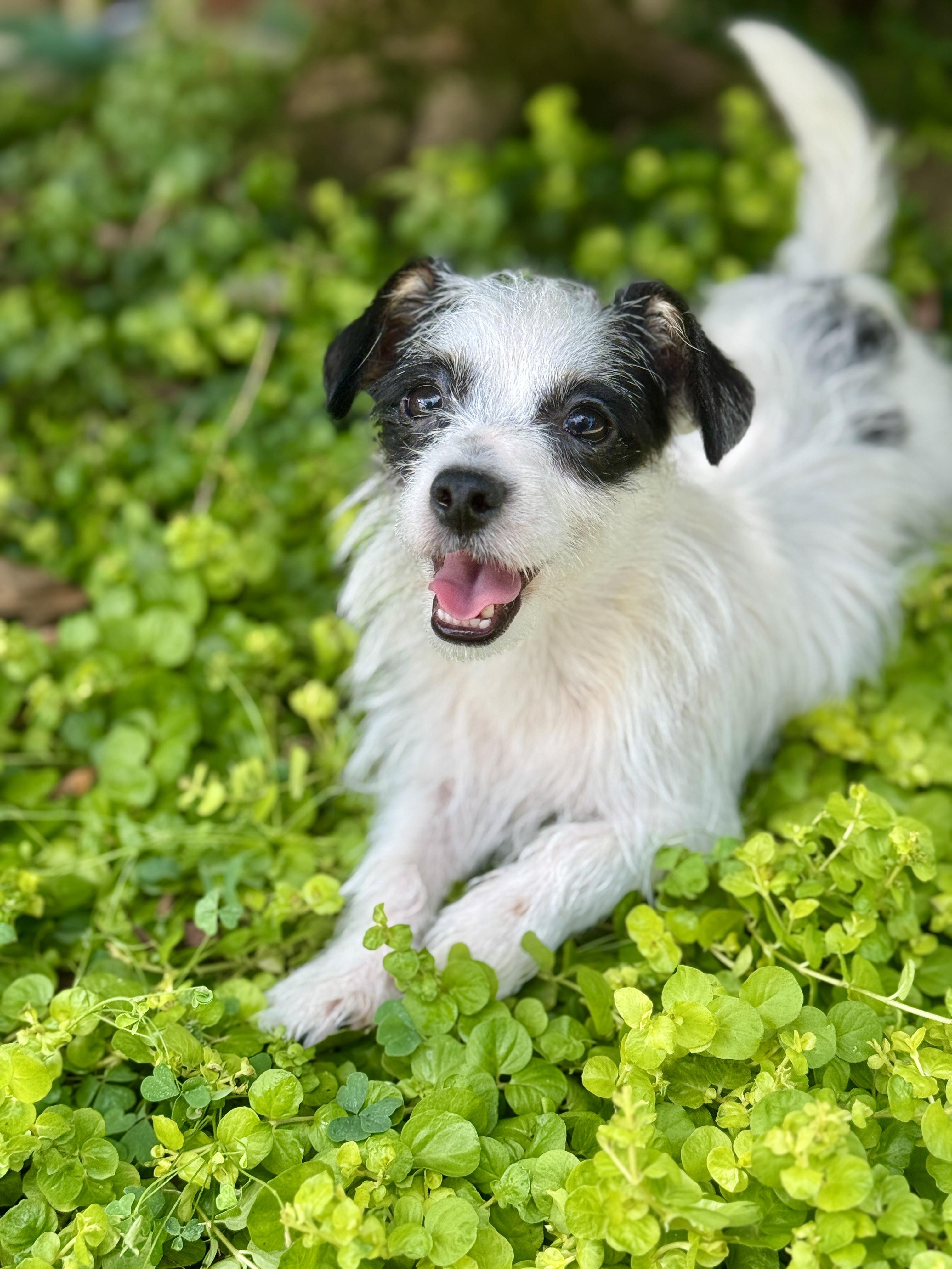 Sullivan, ADOPTABLE, Puppy Male Terrier.