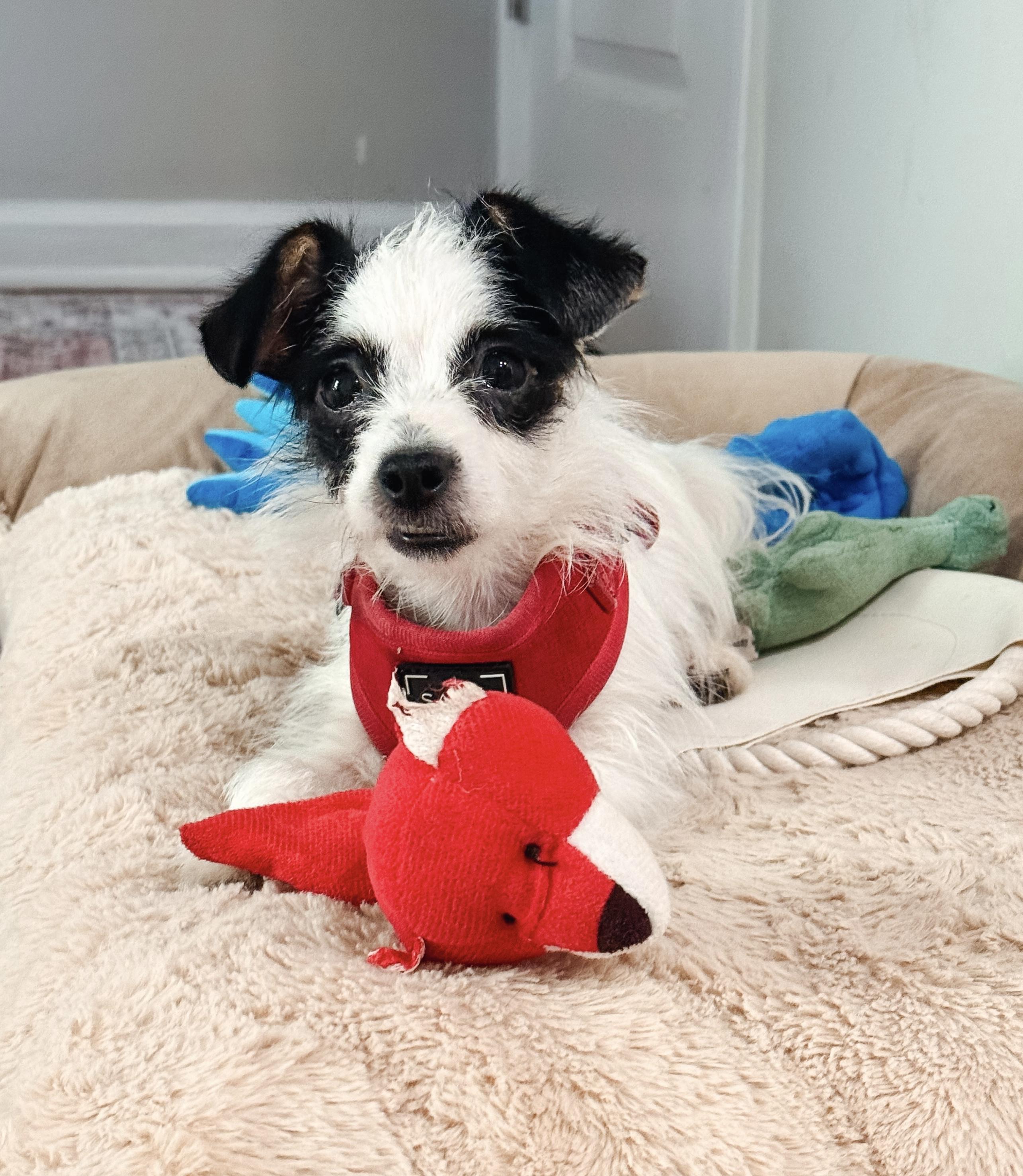 Sullivan, a ADOPTABLE mixed breed in Atlanta, GA image 3/5