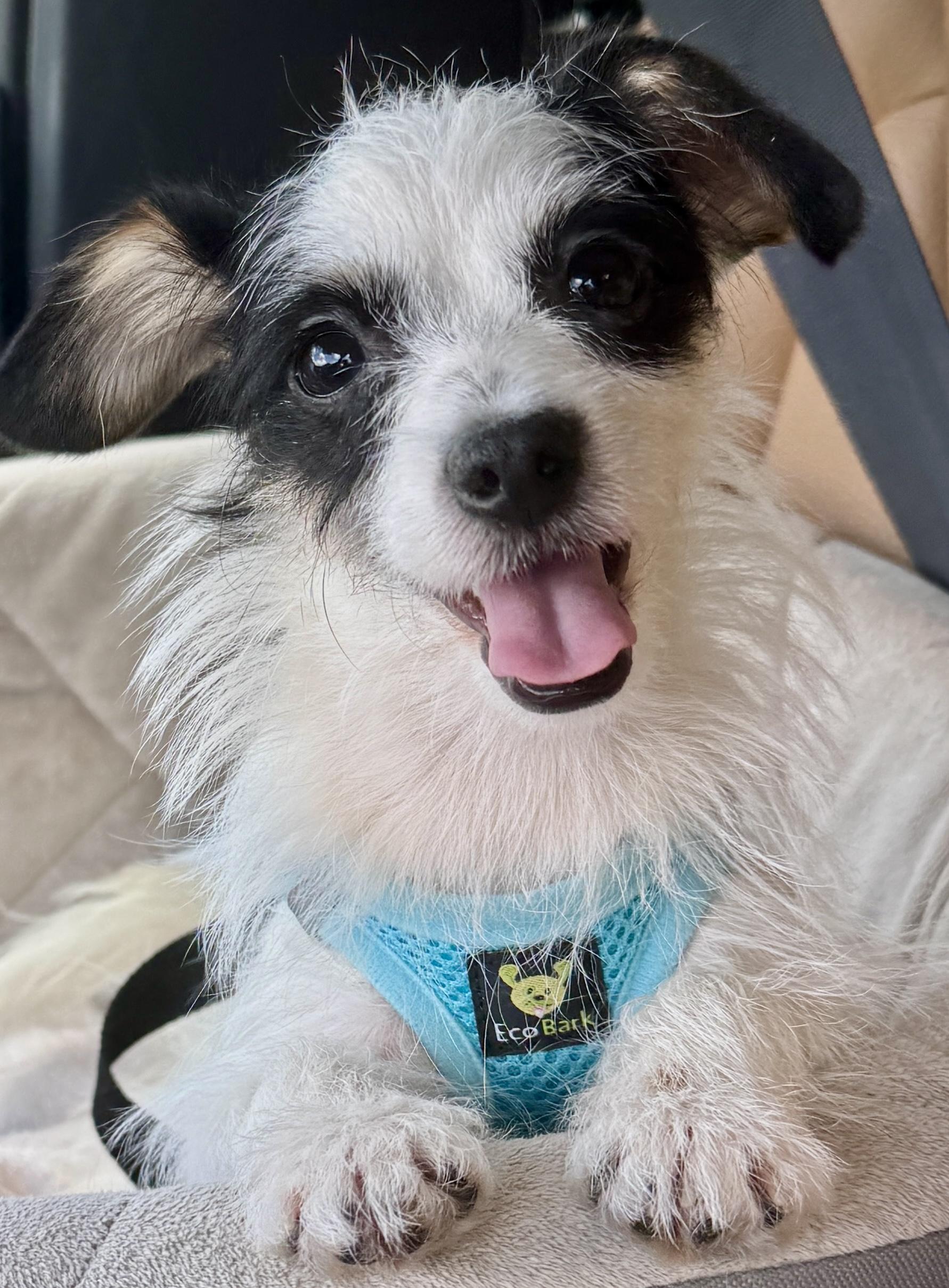 Sullivan, a ADOPTABLE mixed breed in Atlanta, GA image 2/5