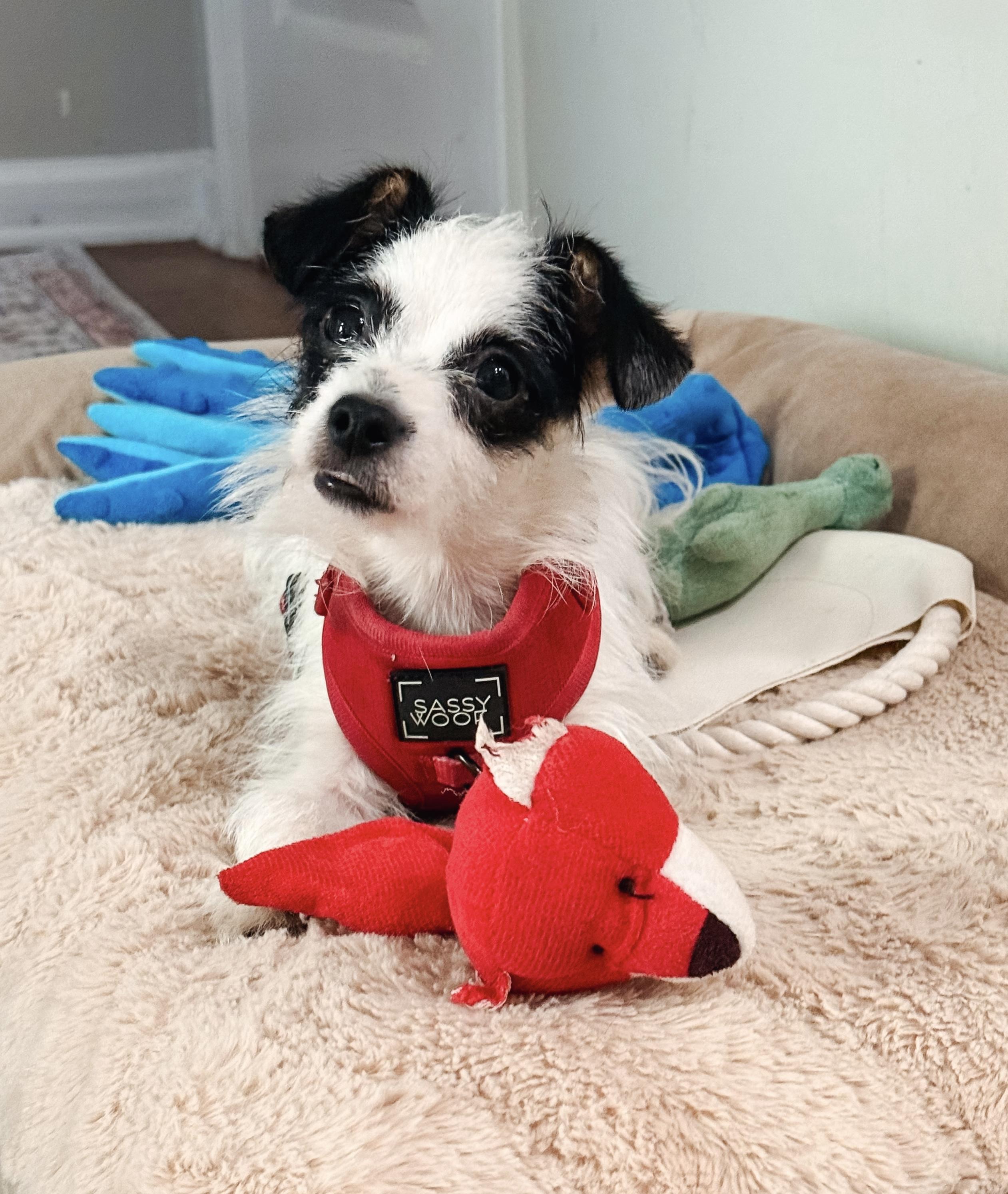 Sullivan, a ADOPTABLE mixed breed in Atlanta, GA image 4/5