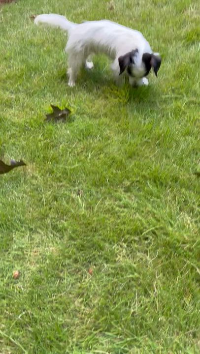 Enlarge Sullivan, a ADOPTABLE mixed breed in Atlanta, GA video 5/5