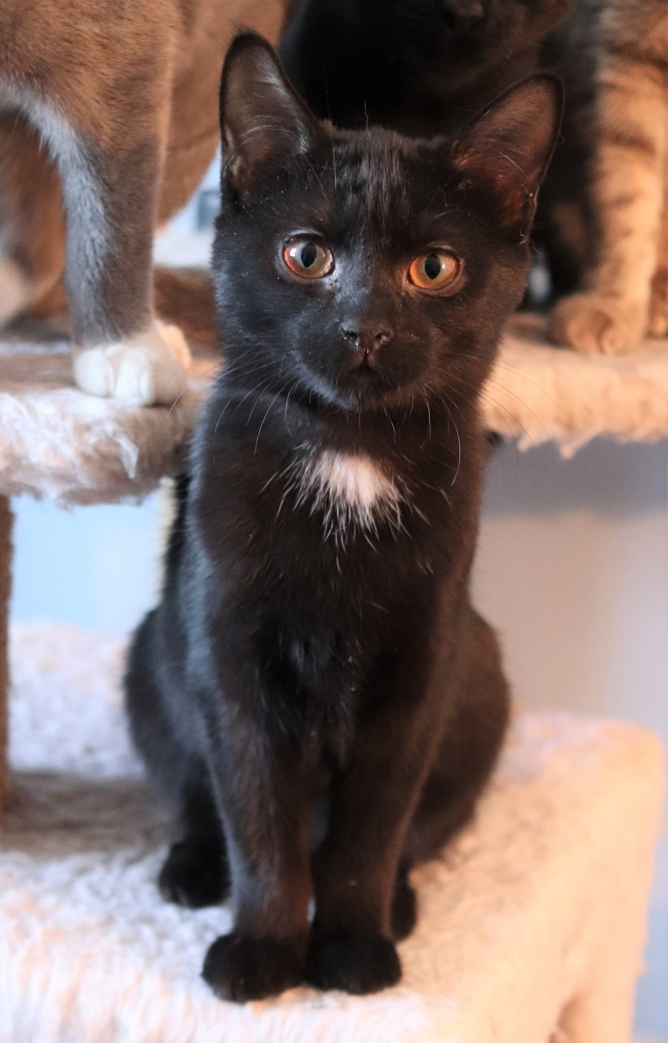 Marsha, Adult Female Domestic Short Hair