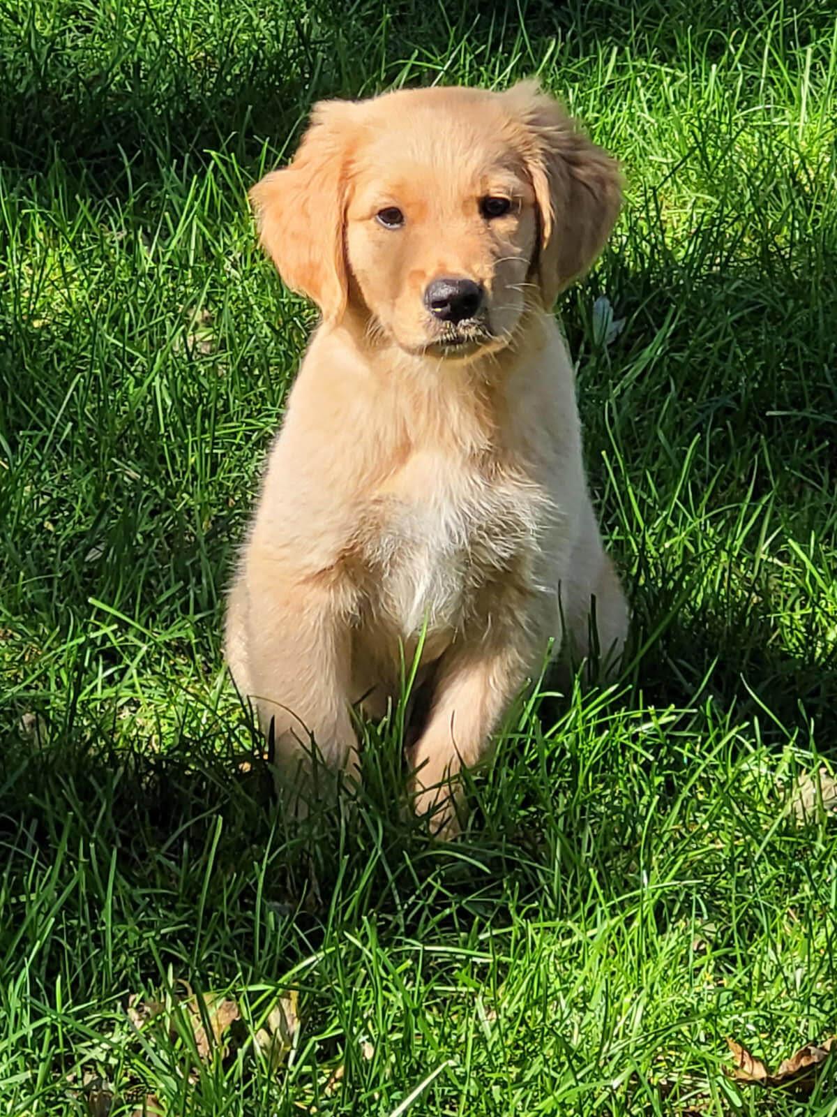 Enlarge Pooh Bear, a Adoptable Golden Retriever in Waterville, OH image 1/1