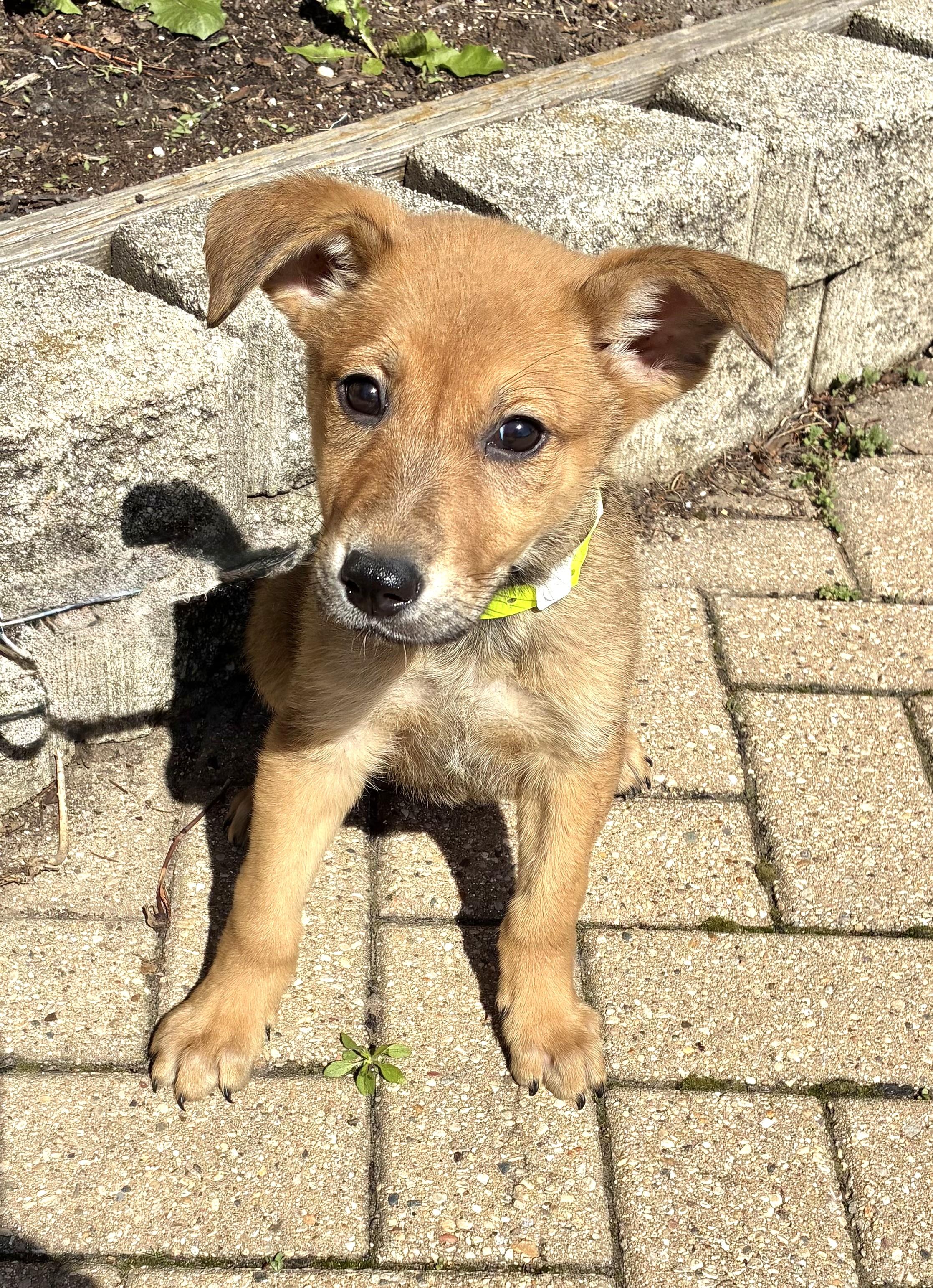 Lorabelle, adopted, Puppy Female Shepherd.