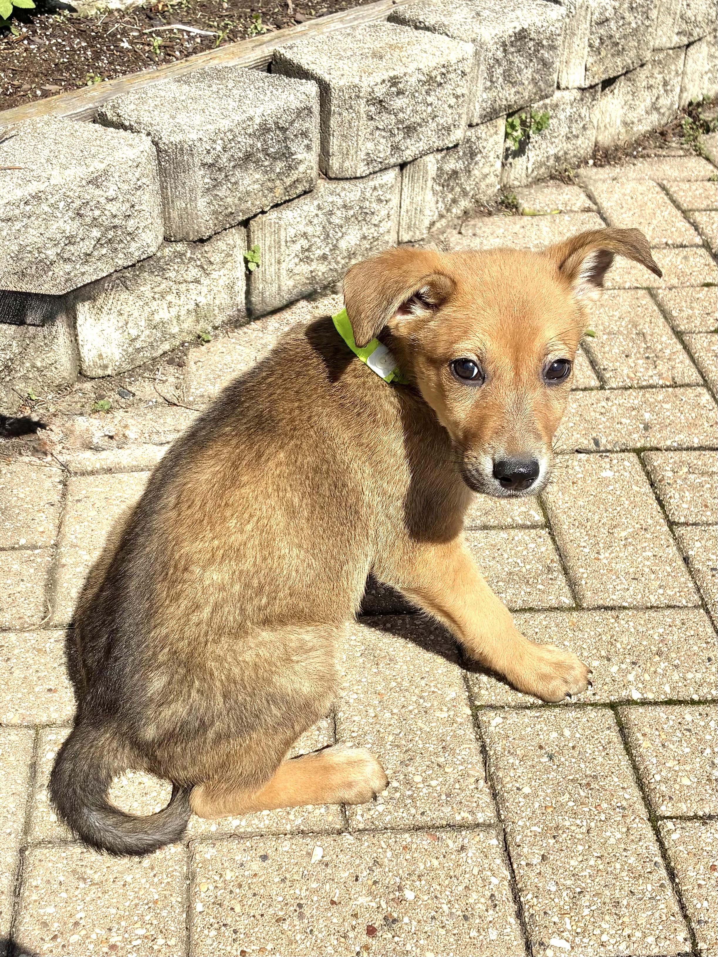 Enlarge Lorabelle, an adopted mixed breed in West Chicago, IL image 2/3