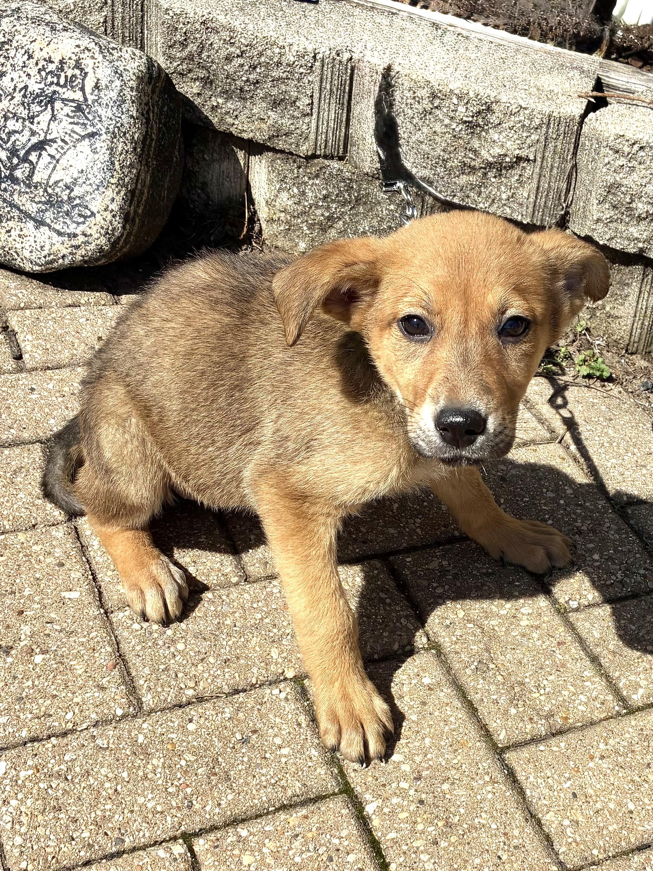Enlarge Lorabelle, an adopted mixed breed in West Chicago, IL image 3/3