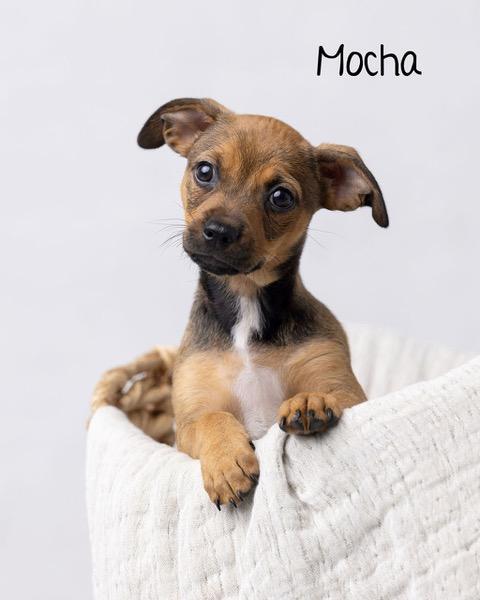 Puppy Mocha Girl - So Ca, Adoptable, Puppy Female Dachshund & Chihuahua.