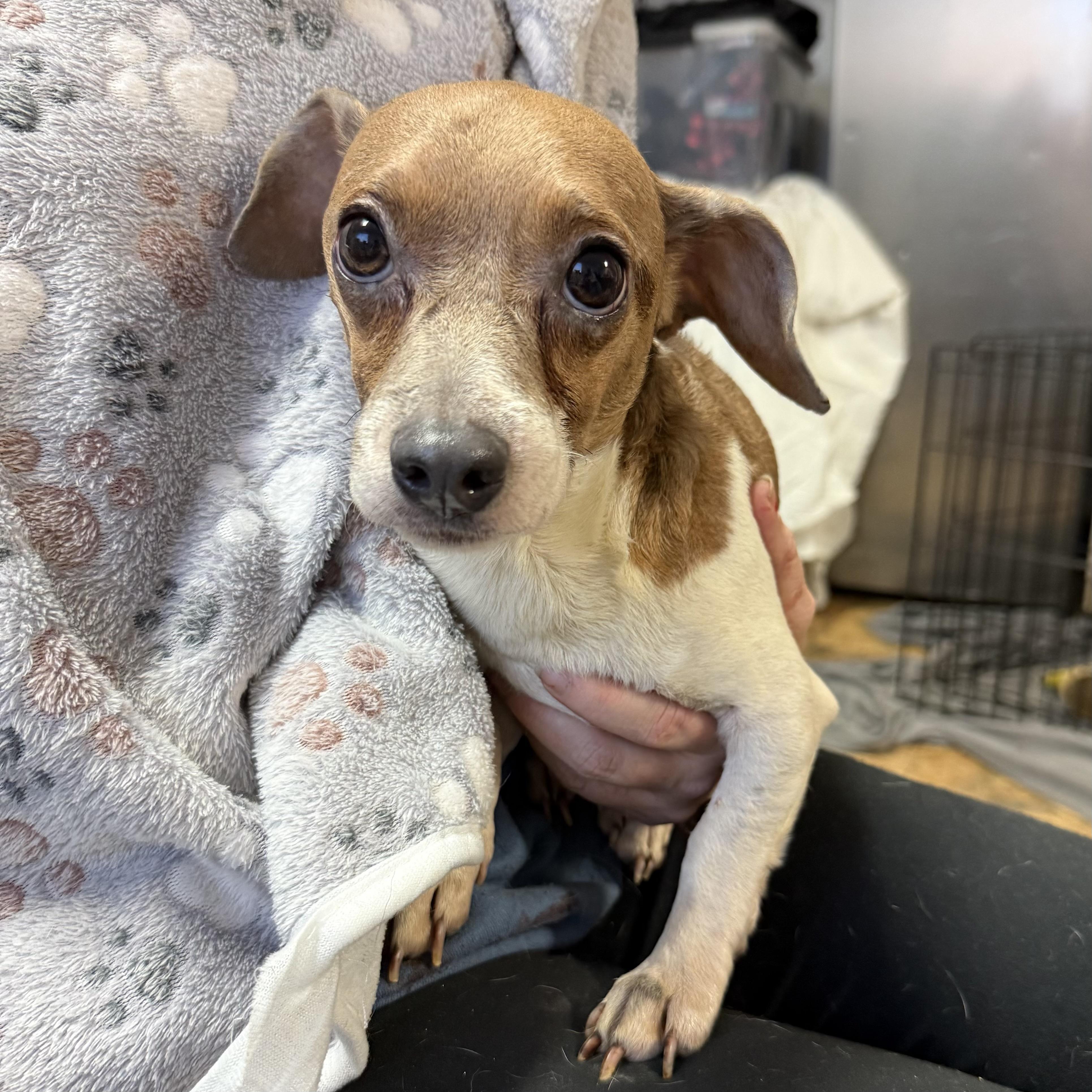 Patriot — thumbnail 3