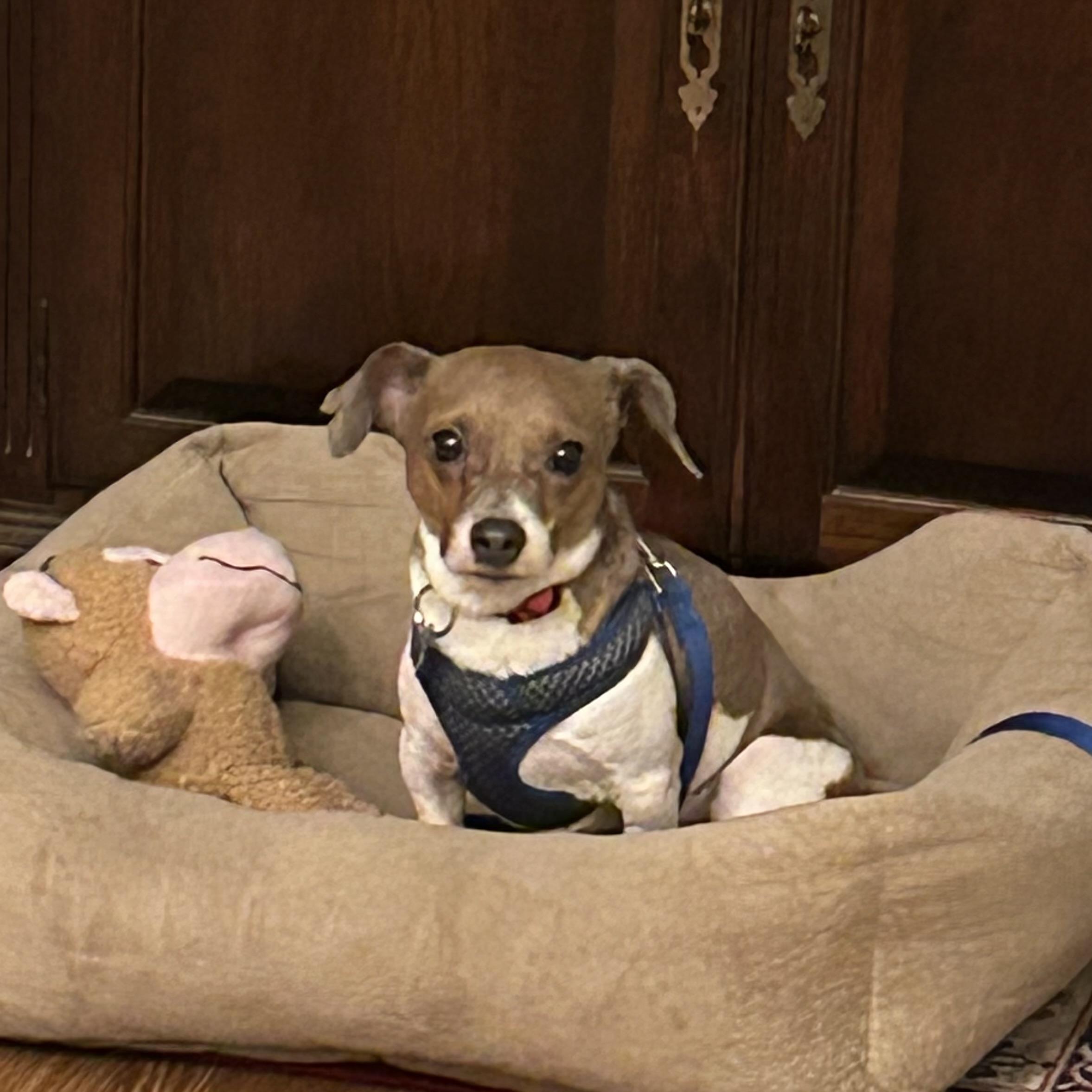 Patriot — thumbnail 6