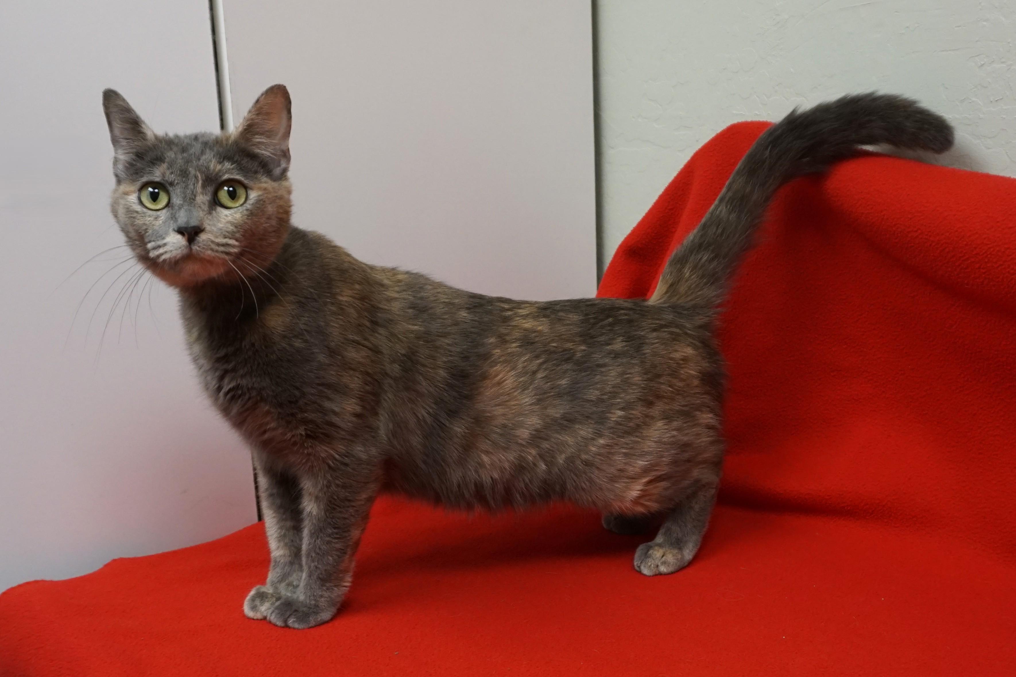 Enlarge Cleopetra, an adopted Domestic Short Hair in Fountain Hills, AZ image 2/2