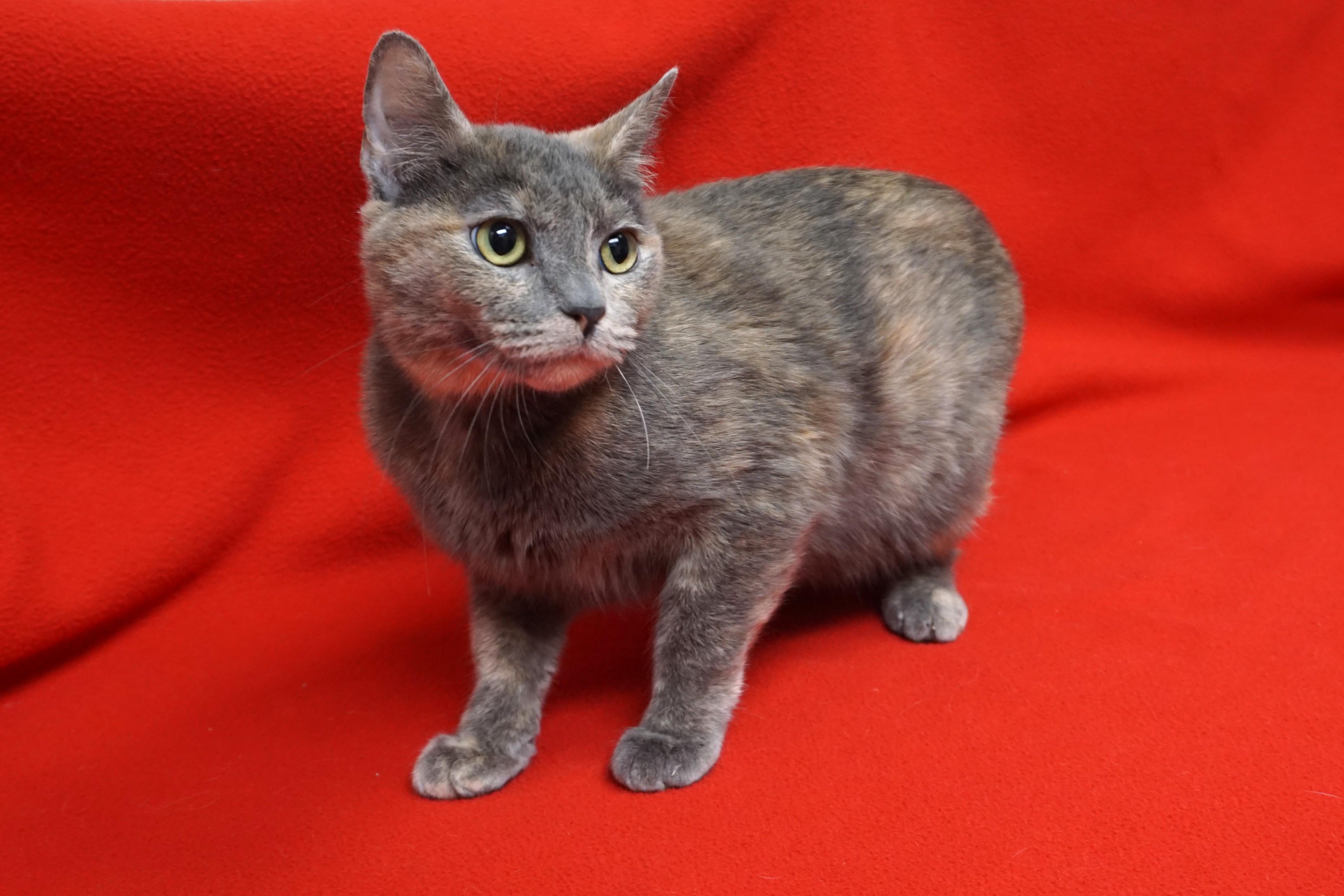 Cleopetra, adopted, Young Female Domestic Short Hair.